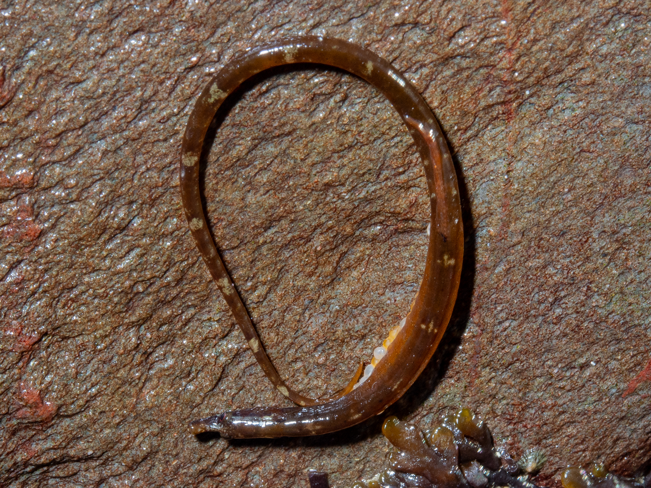 image: Nerophis lumbriciformis. Groomsport, Co Down, 2020.