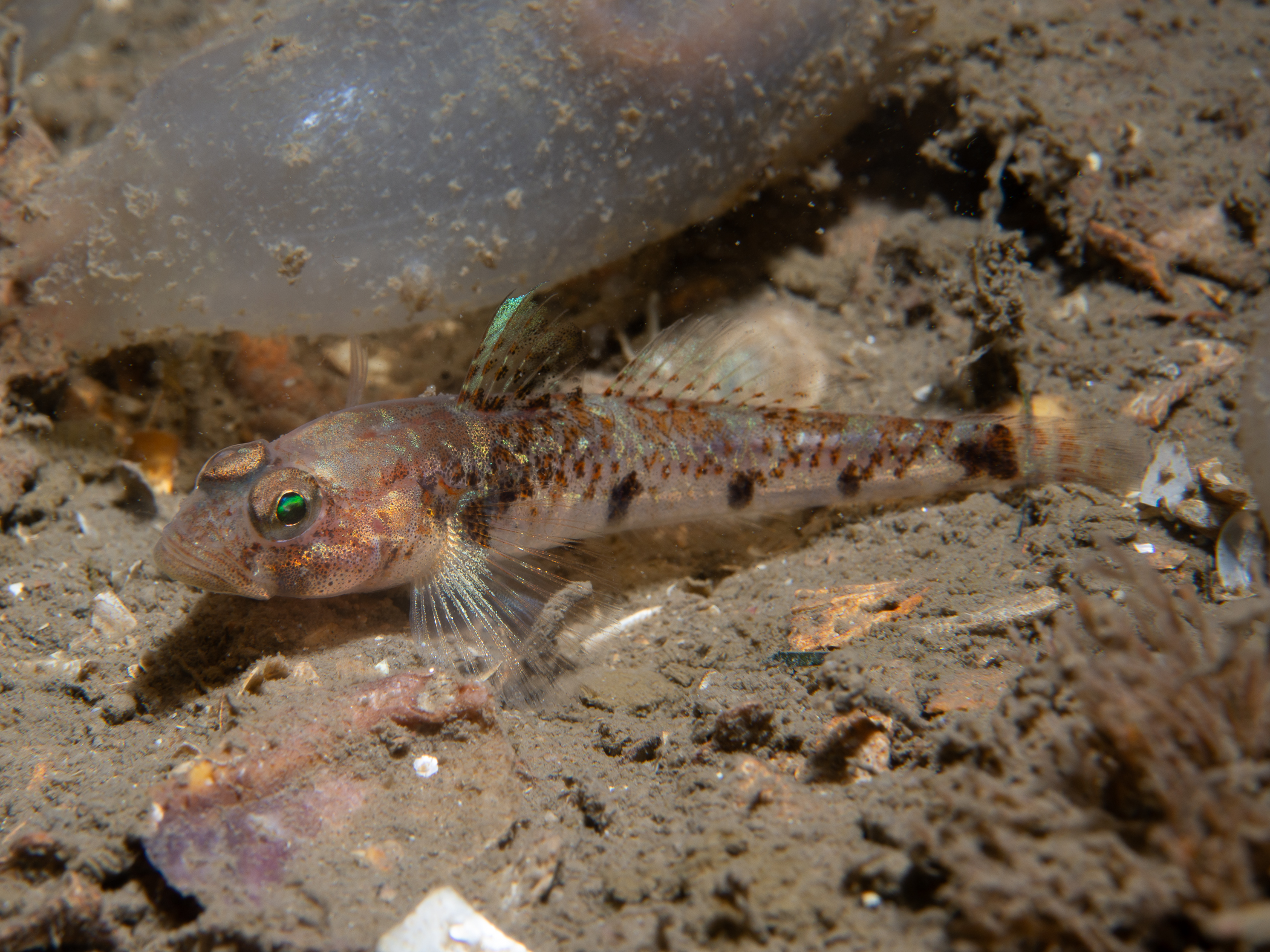 Pomatoschistus pictus image: _b217078