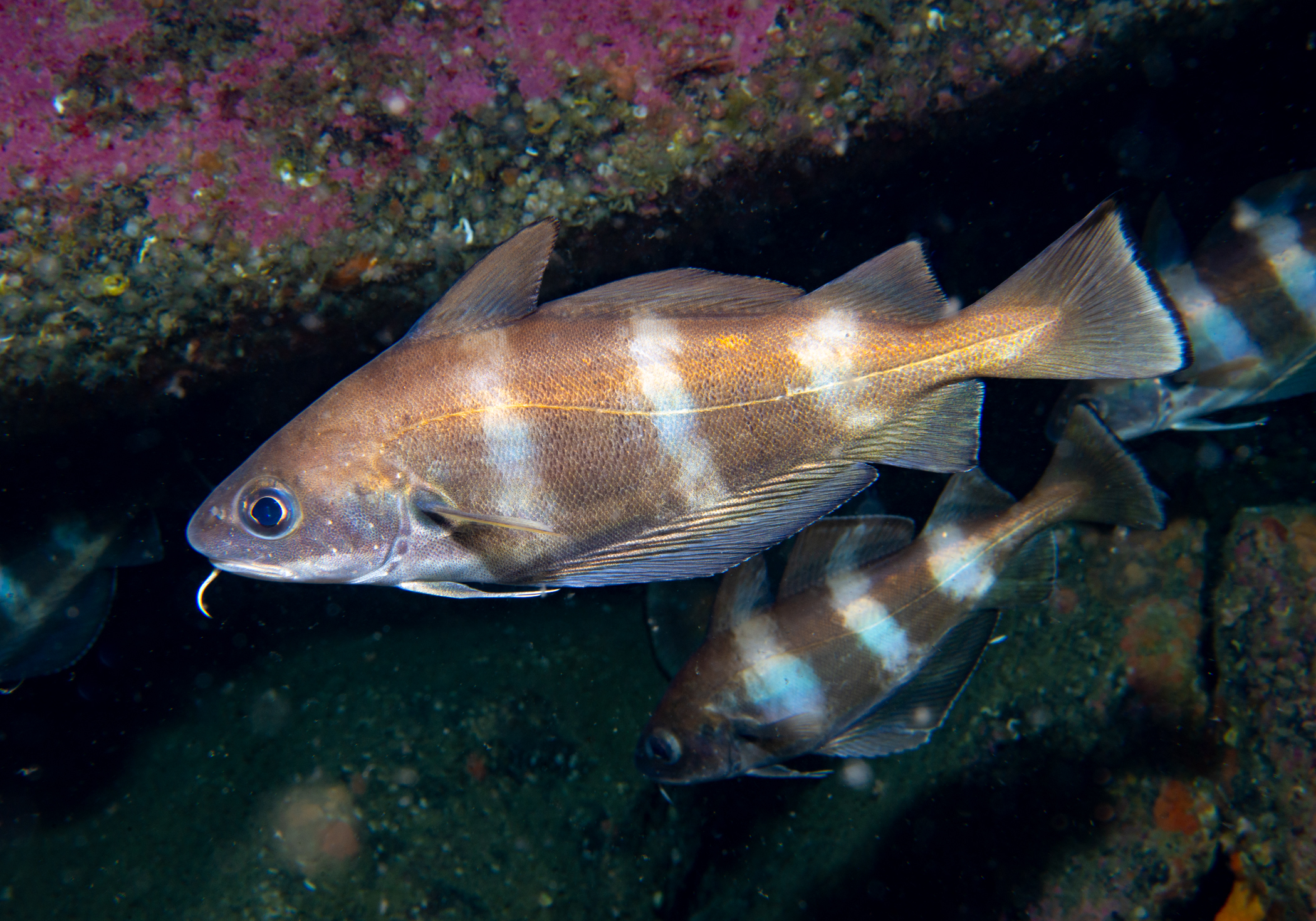 image: Trisopterus luscus. Gubastuckaun, Belmullet, Ireland, 2023-07-10.