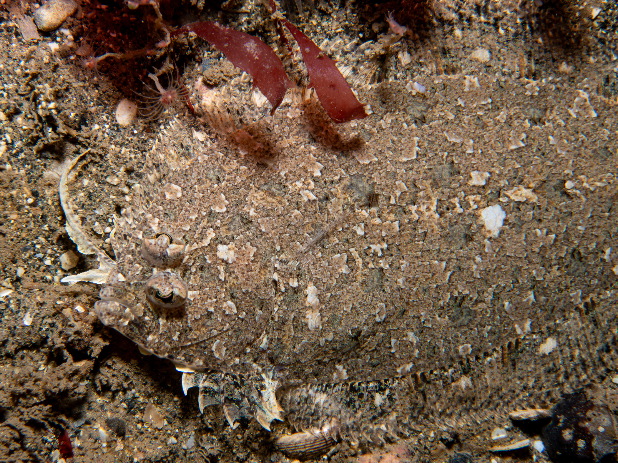 Arnoglossus thori image: _b245299