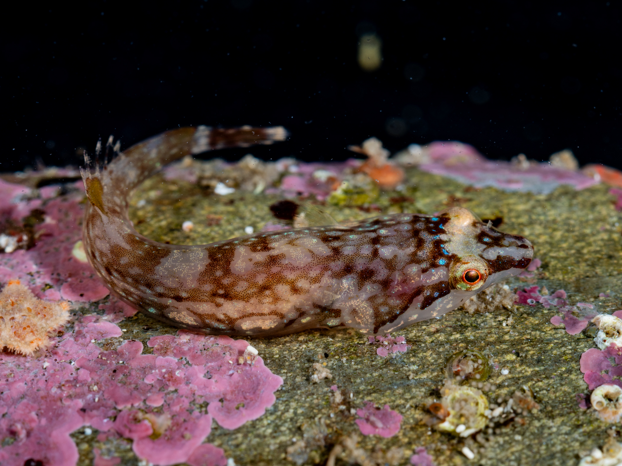 Apletodon dentatus image: _z200489