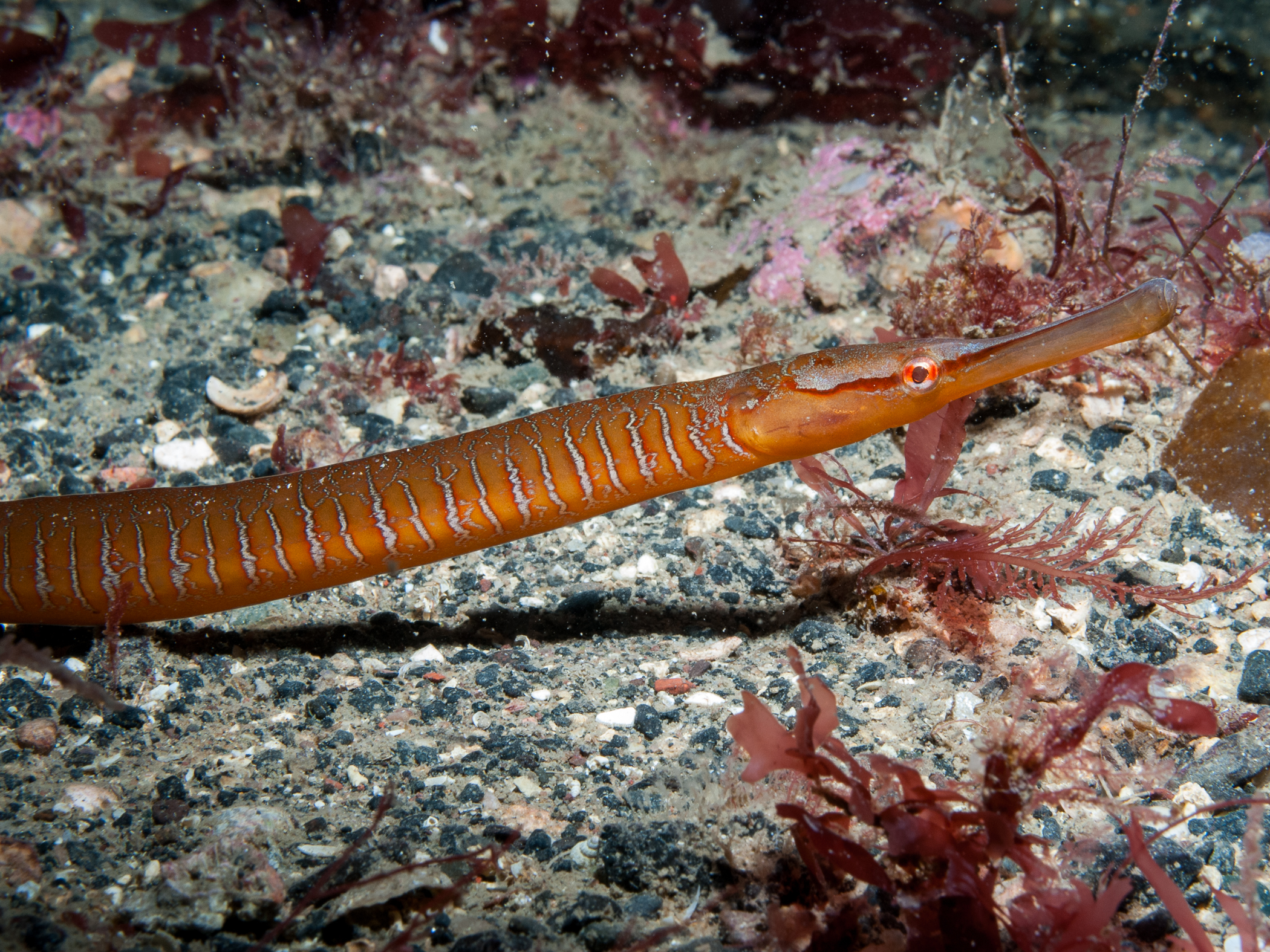 image: Entelurus aequoreus. Rathlin Island, 2009.