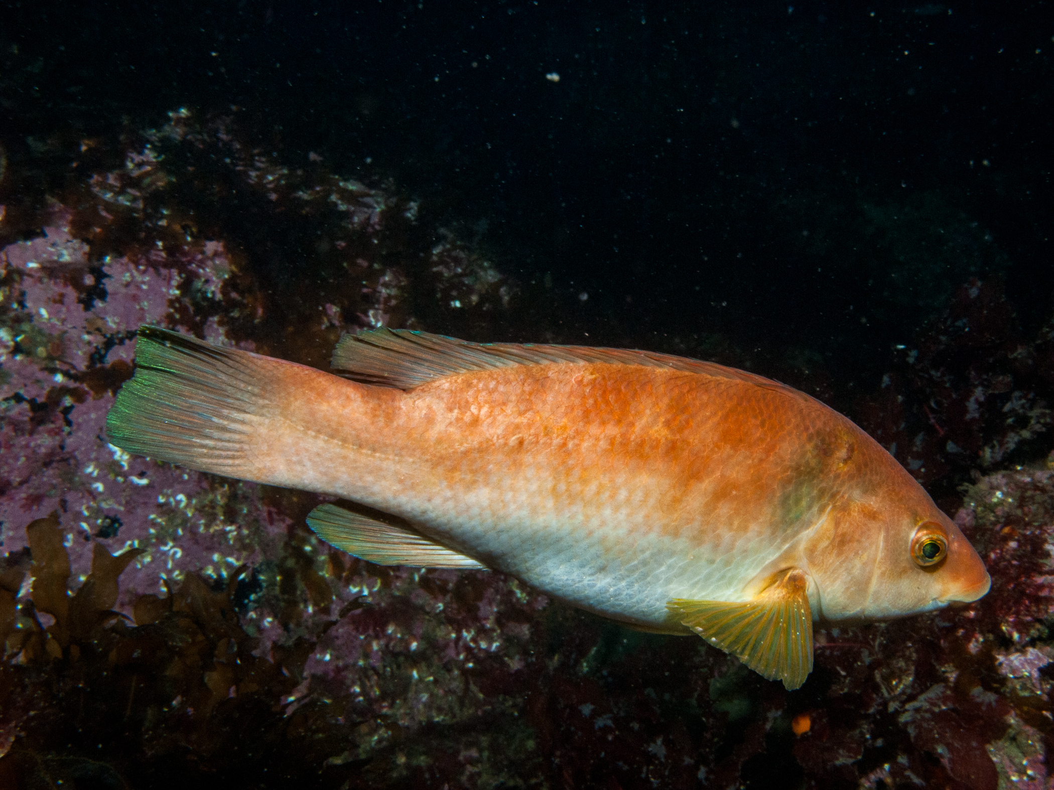 Labrus bergylta image: b09_4349
