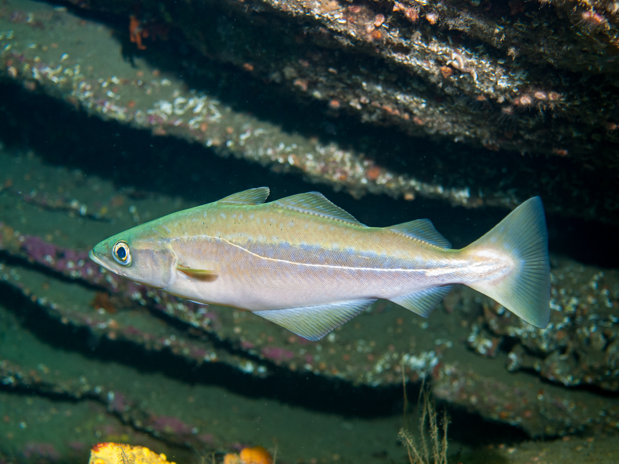 image: Pollachius pollachius. Sligo, 2009.