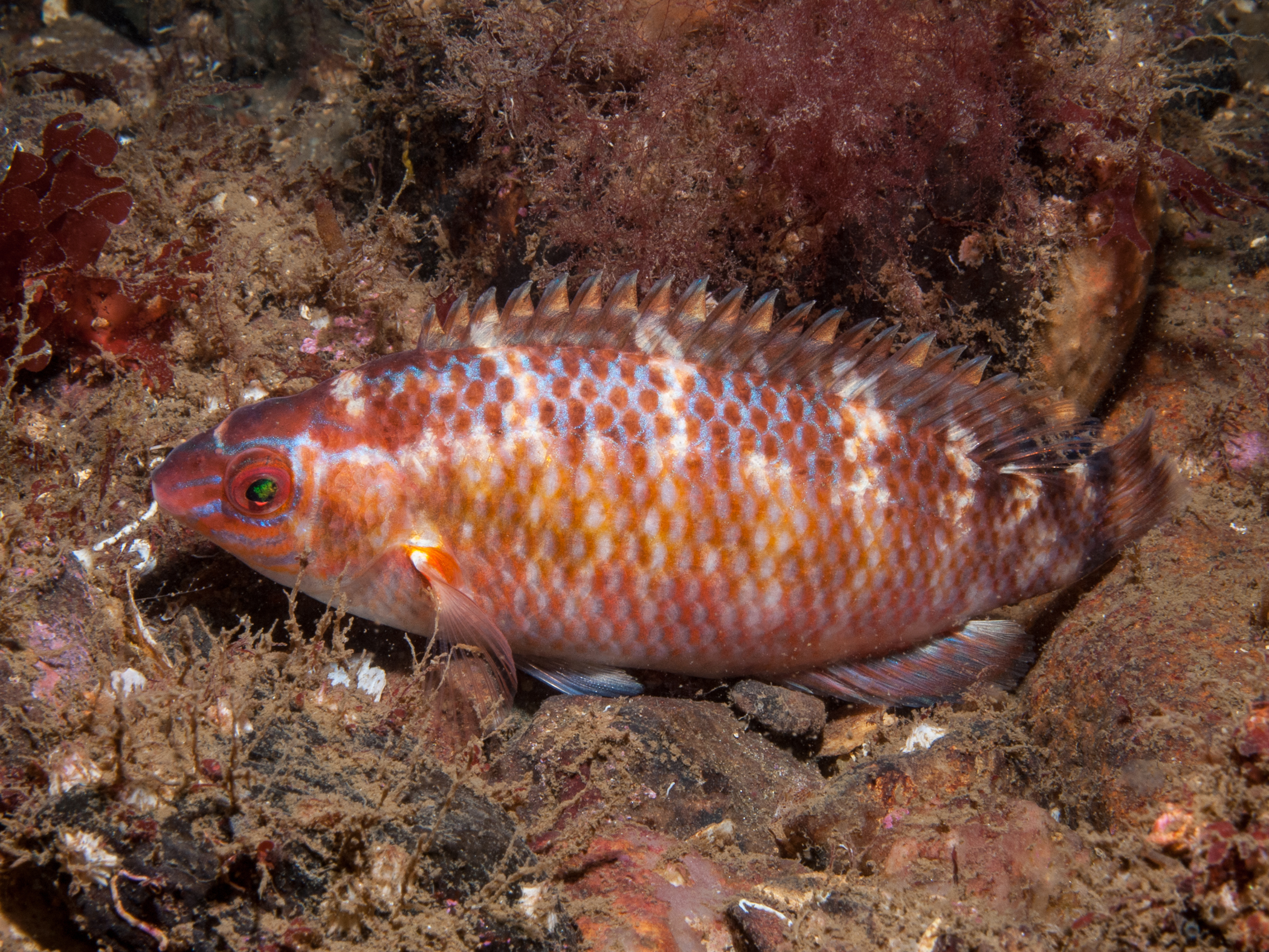 Centrolabrus exoletus image: b09_5671