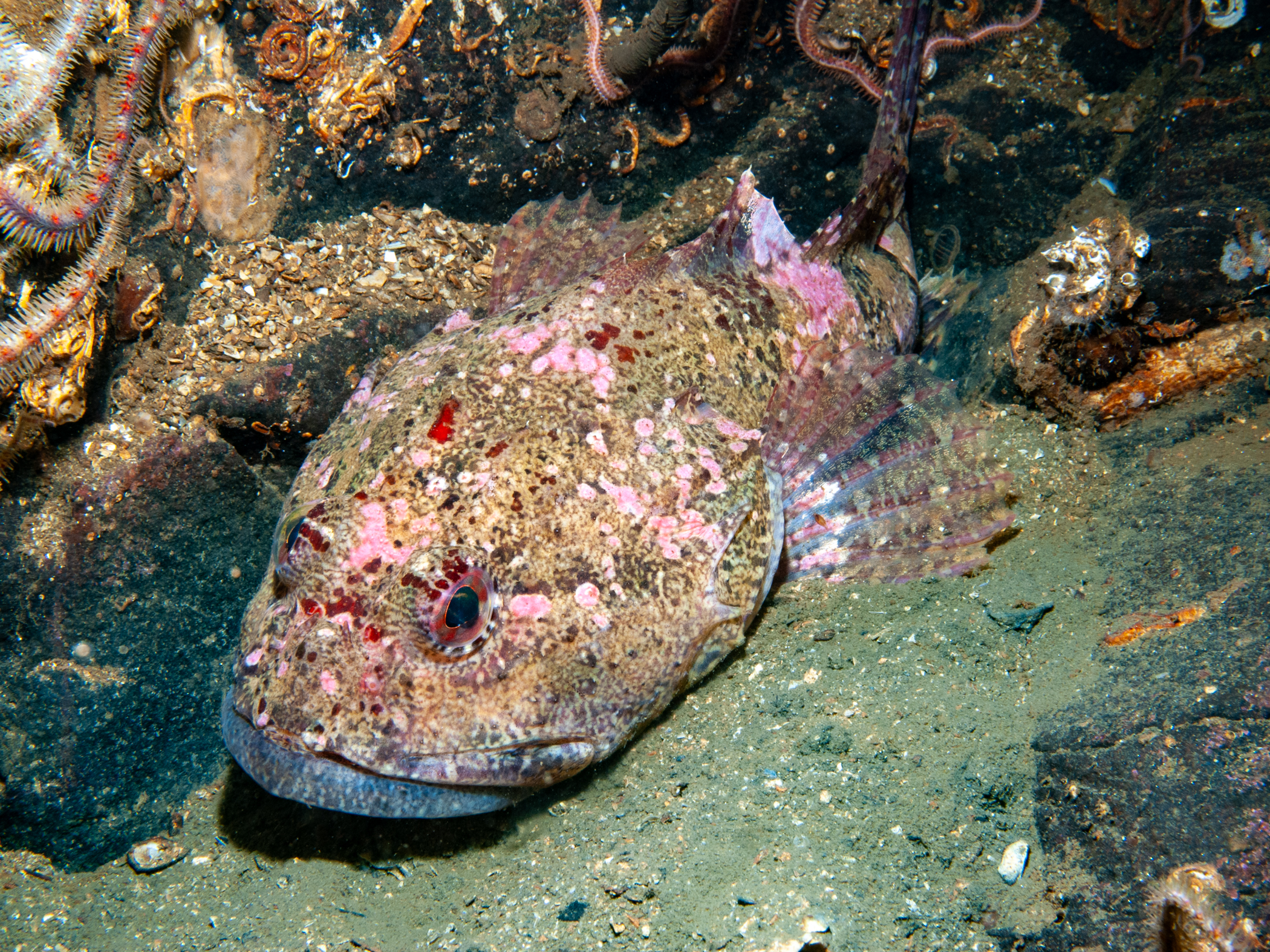 Myoxocephalus scorpius image: b09_5895