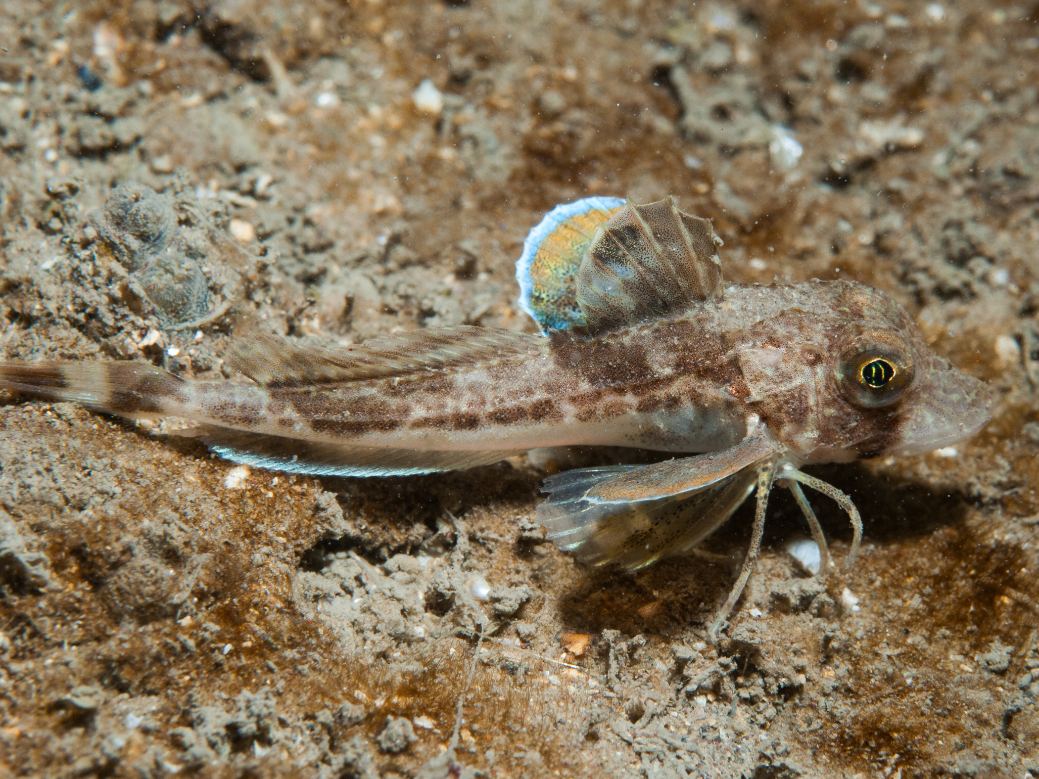Chelidonichthys lucerna image: b10_7680
