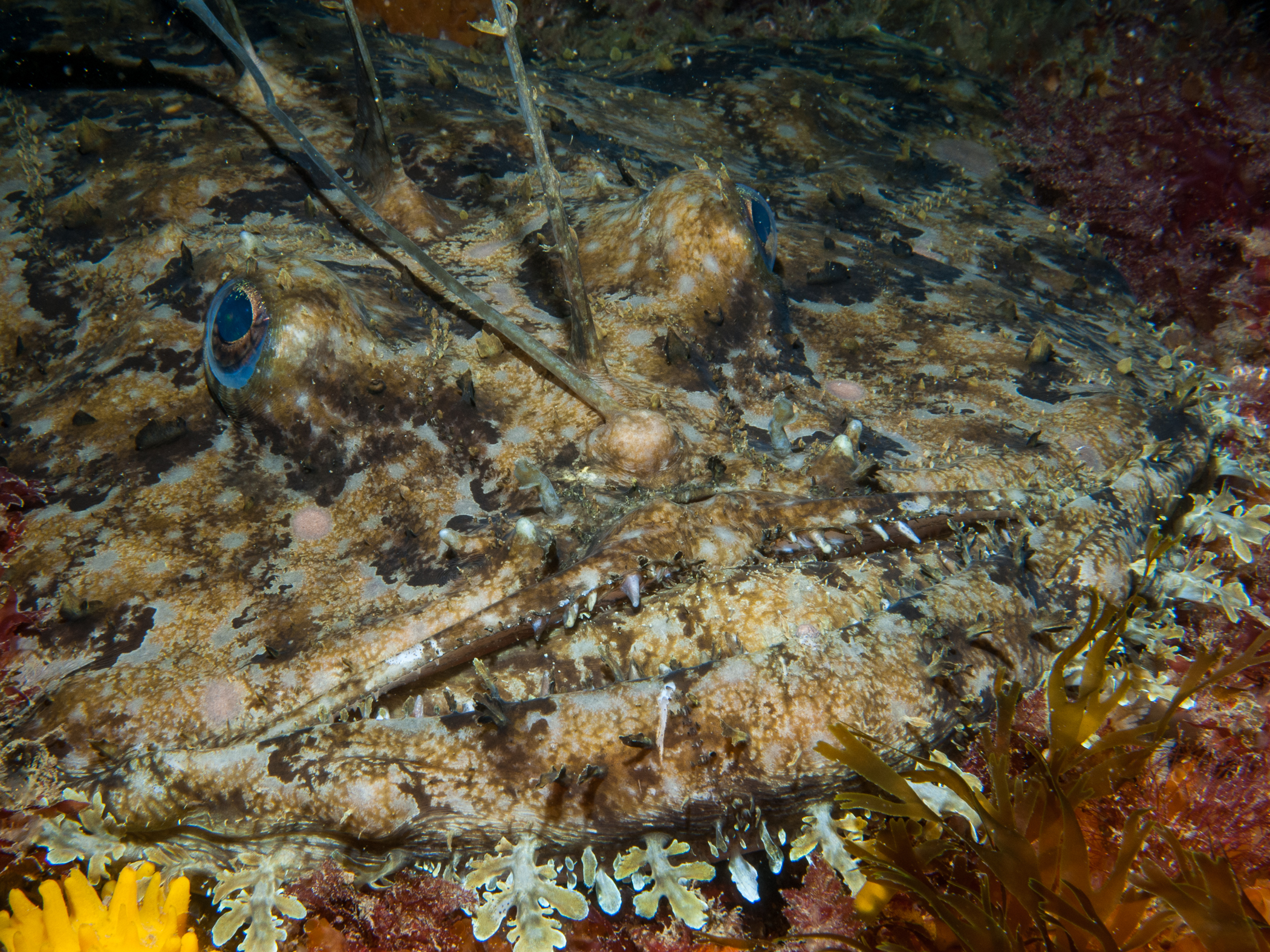 image: Lophius piscatorius. Sark, Channel Islands, 2010.