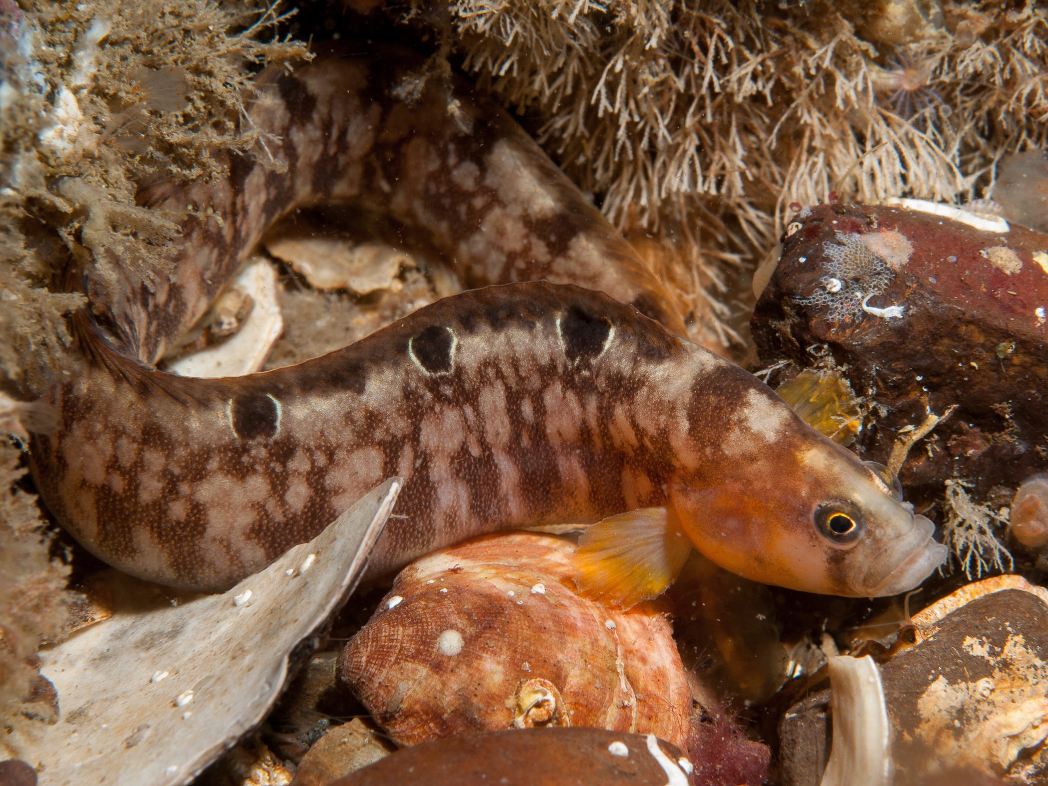Pholis gunnellus image: bep2_3643