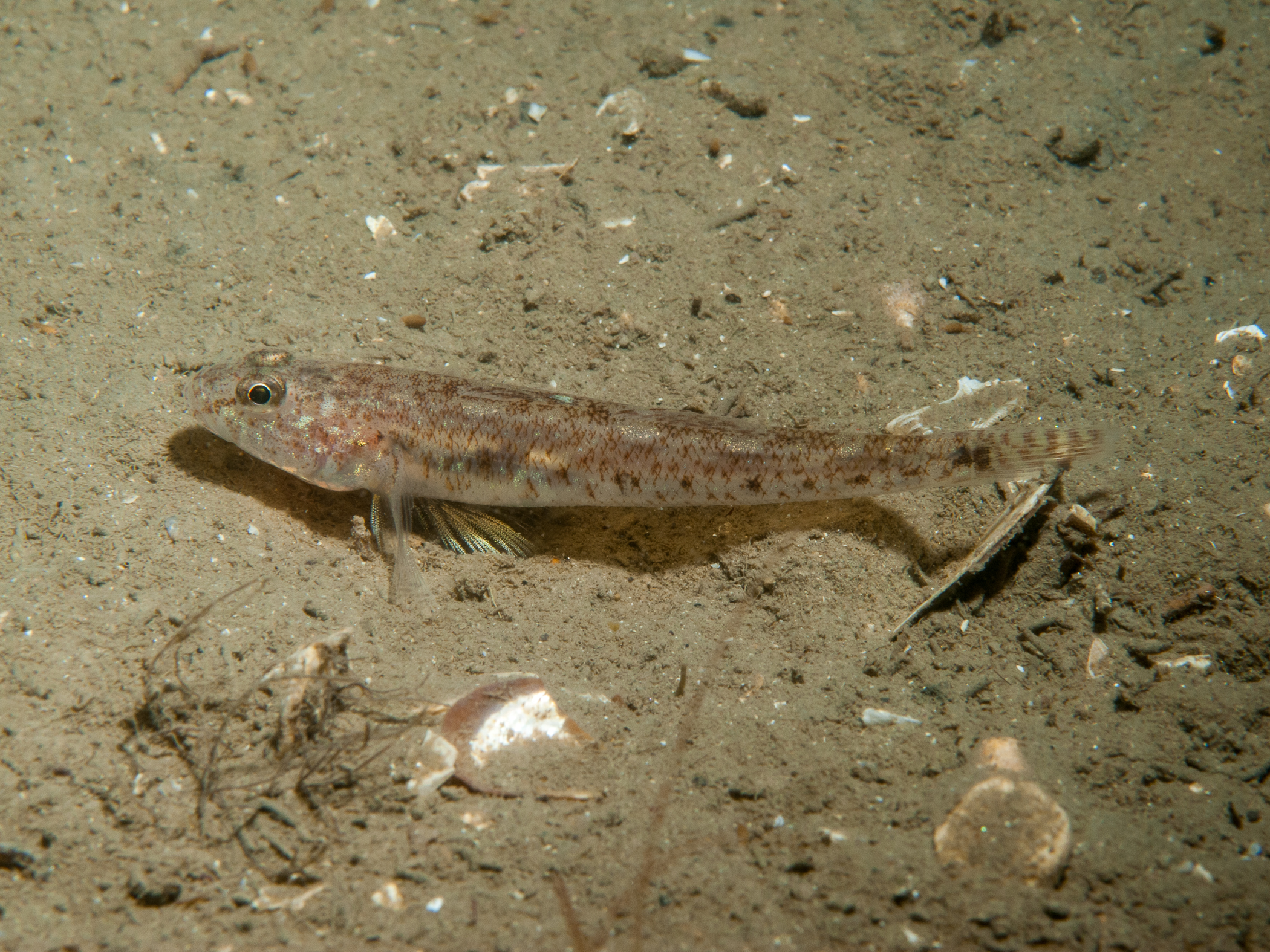 Pomatoschistus minutus image: bep2_4374