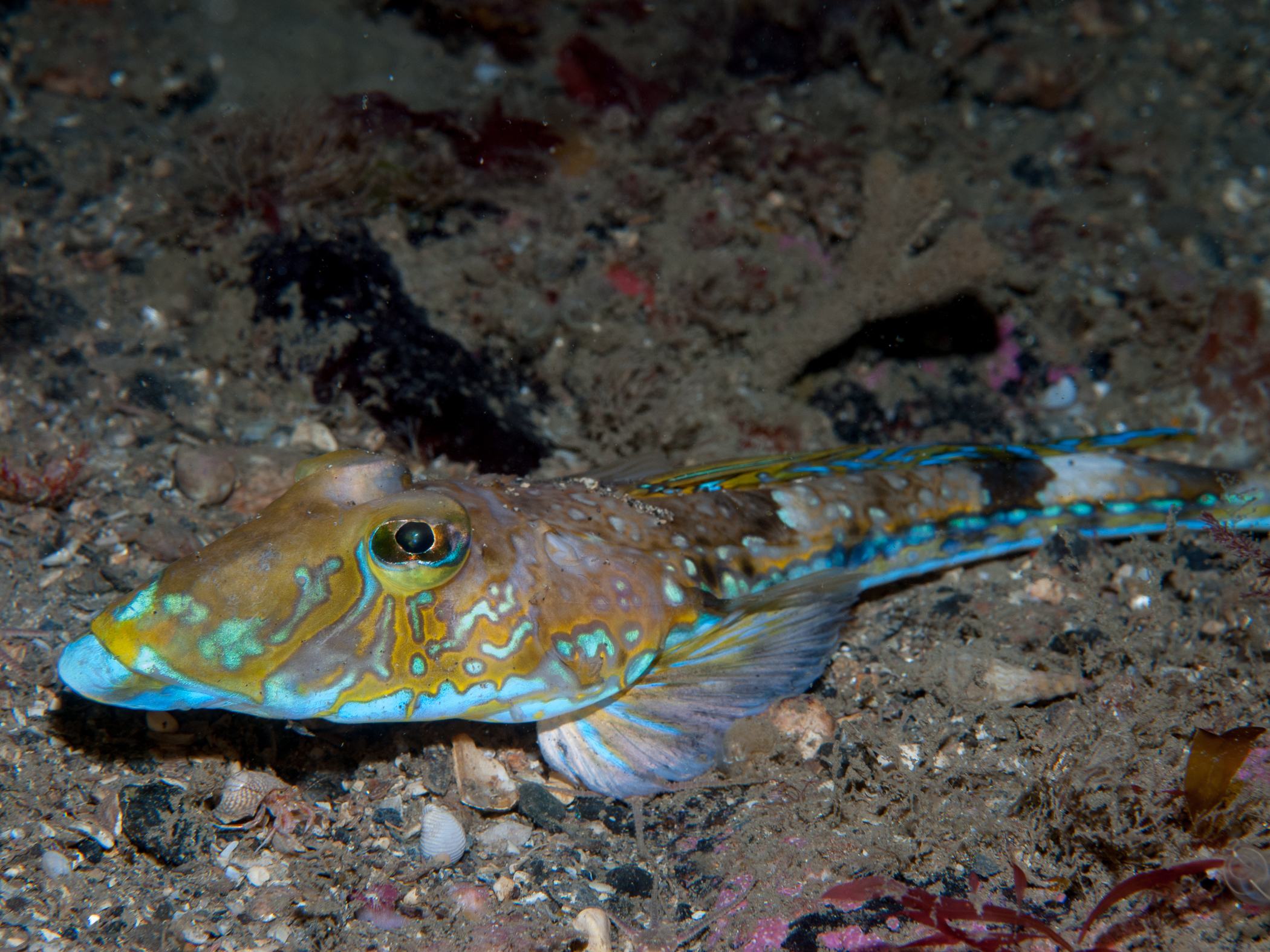 image: Callionymus lyra. Adult male with characteristic electric blue markings, Rathlin Island, 2008.