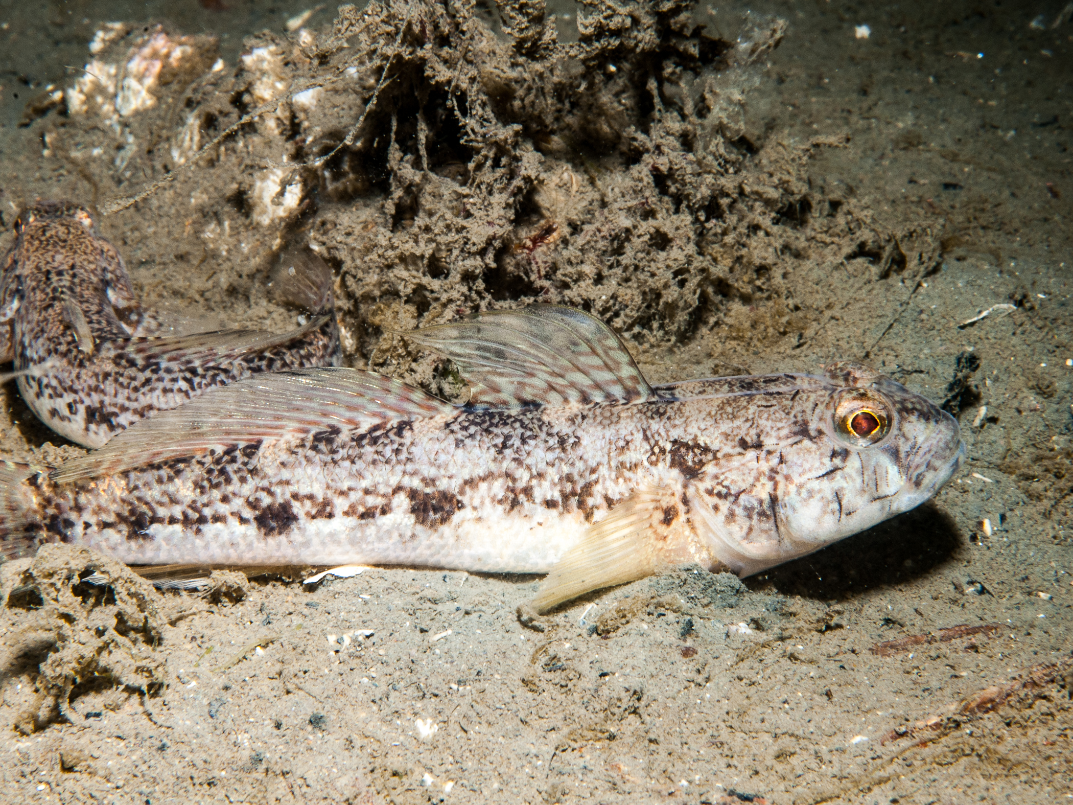Gobius niger image: bep_2399