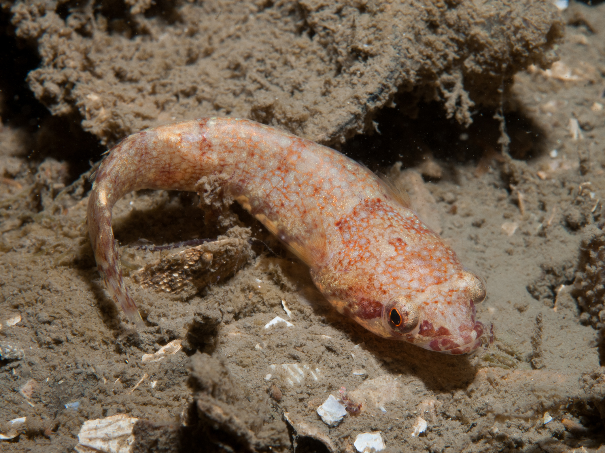 image: Diplecogaster bimaculata. Strangford Lough, 2005.