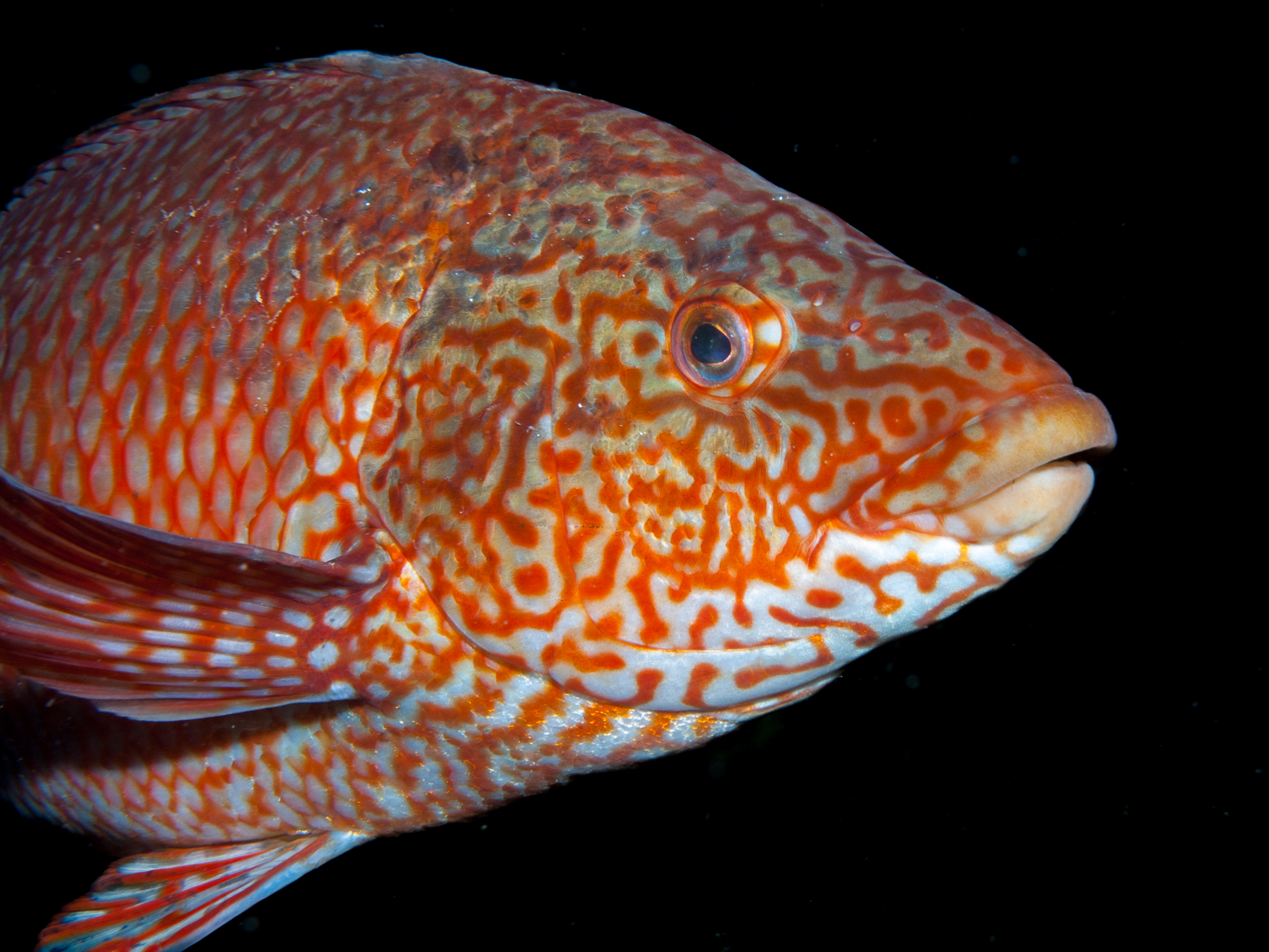image: Labrus bergylta. Rathlin Island, 2006.