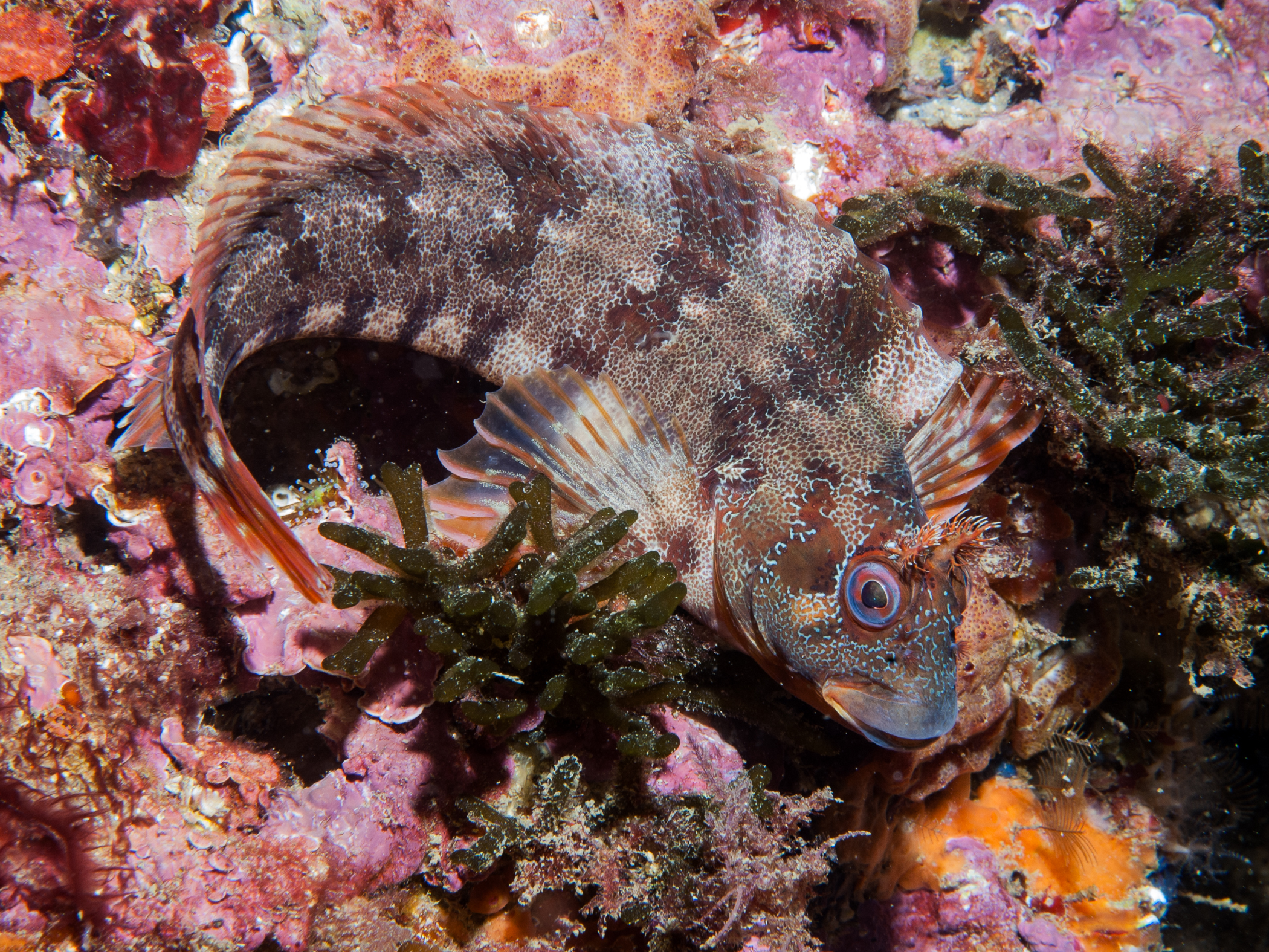 Parablennius gattorugine image: bep_7900