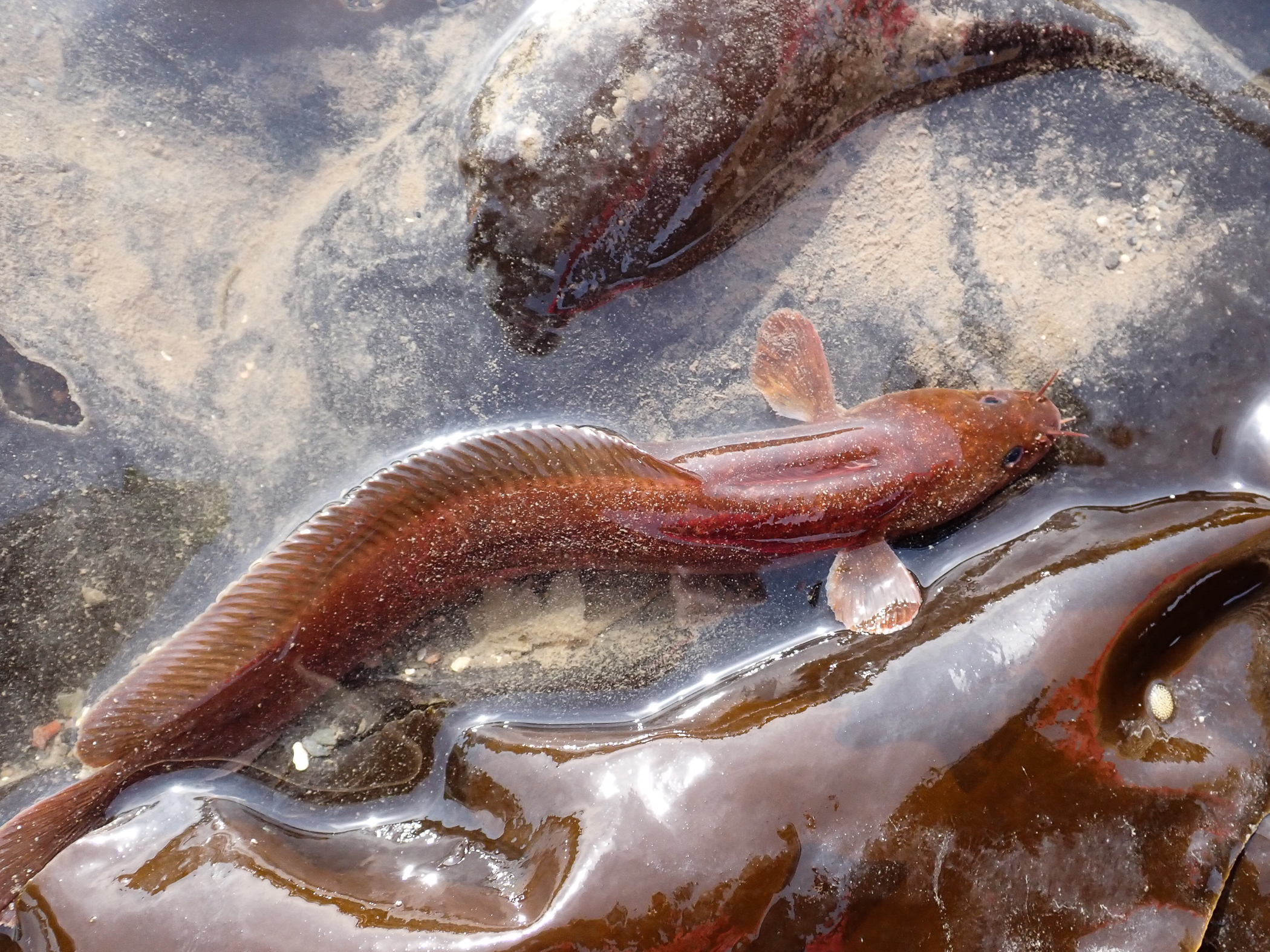 image: Gaidropsarus mediterraneus. Strangford Lough, 2021.