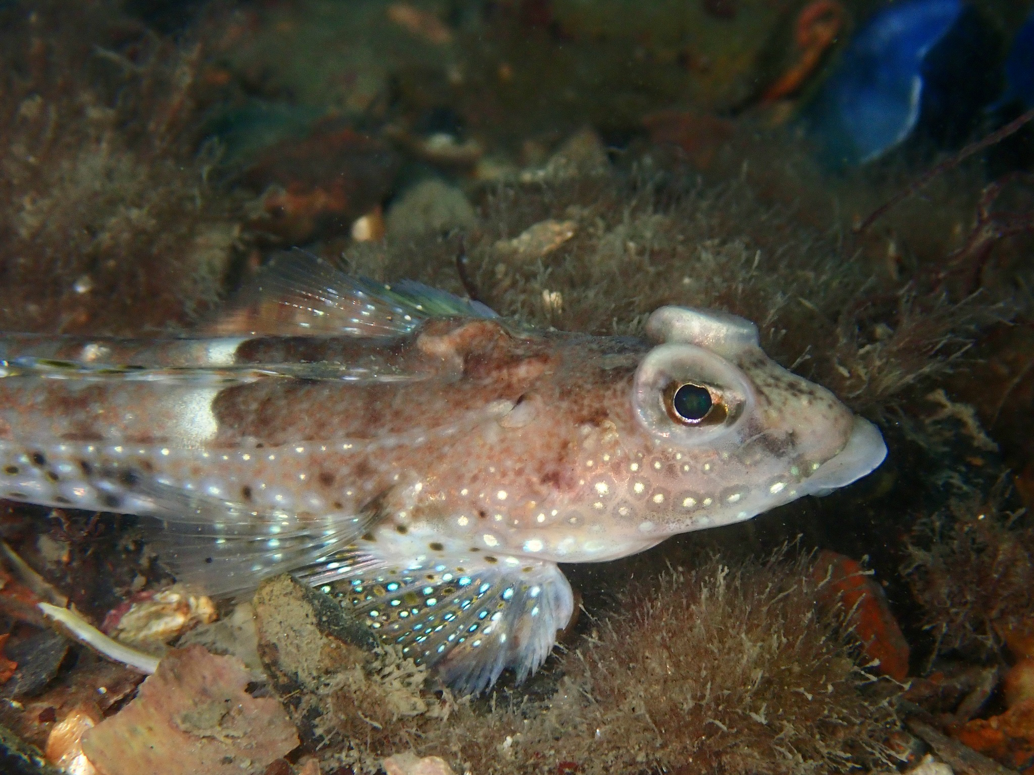 Callionymus maculatus image: callionymus_maculatus