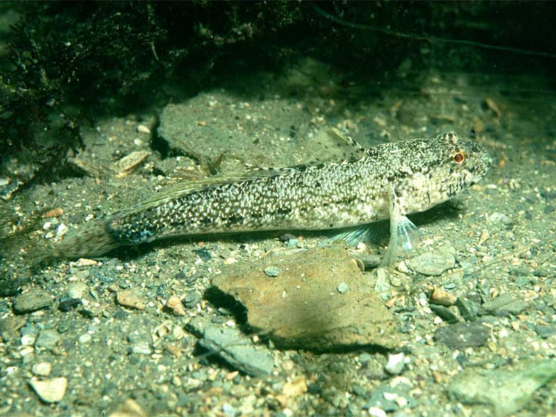 image: Gobius couchi. 