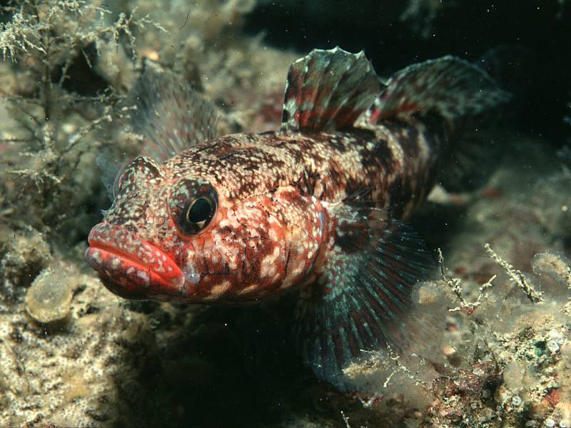 image: Gobius cruentatus. 