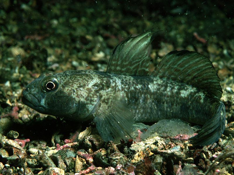 image: Gobius niger. 