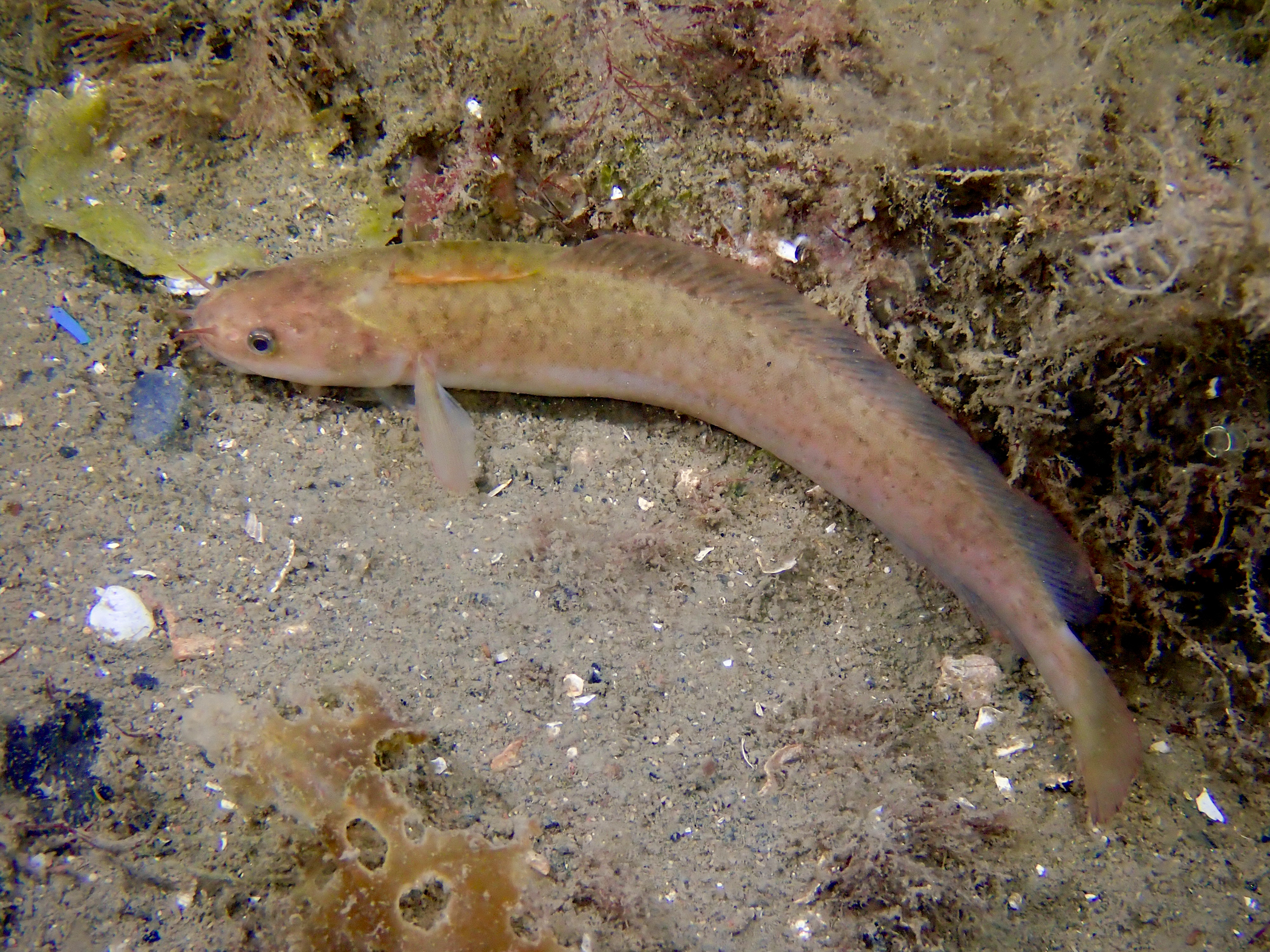 image: Ciliata septentrionalis. Showing distinctive colouration, Strangford Lough, 2021. Photographer(s): Libby Keatley.