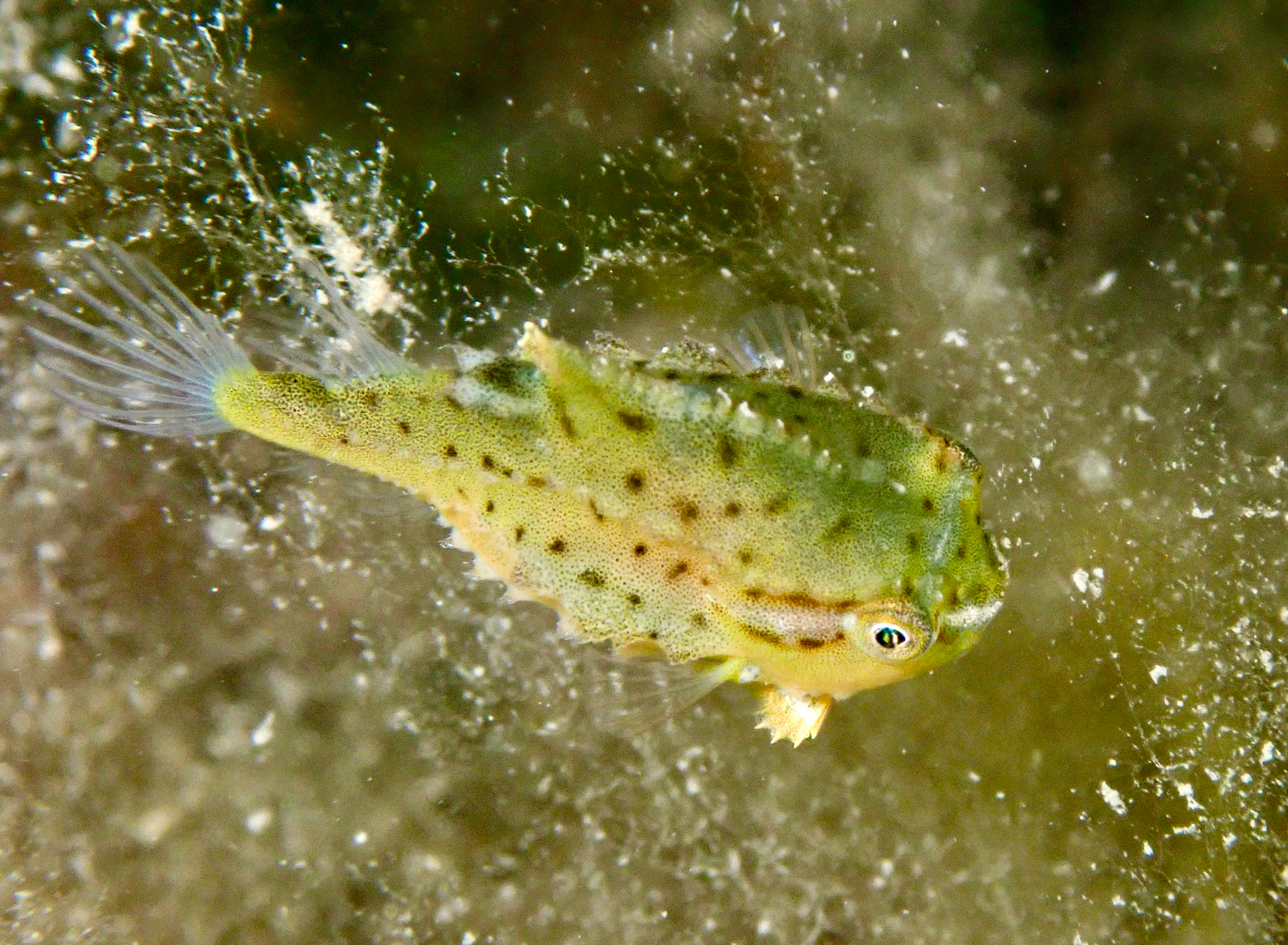 Cyclopterus lumpus image: img_4443