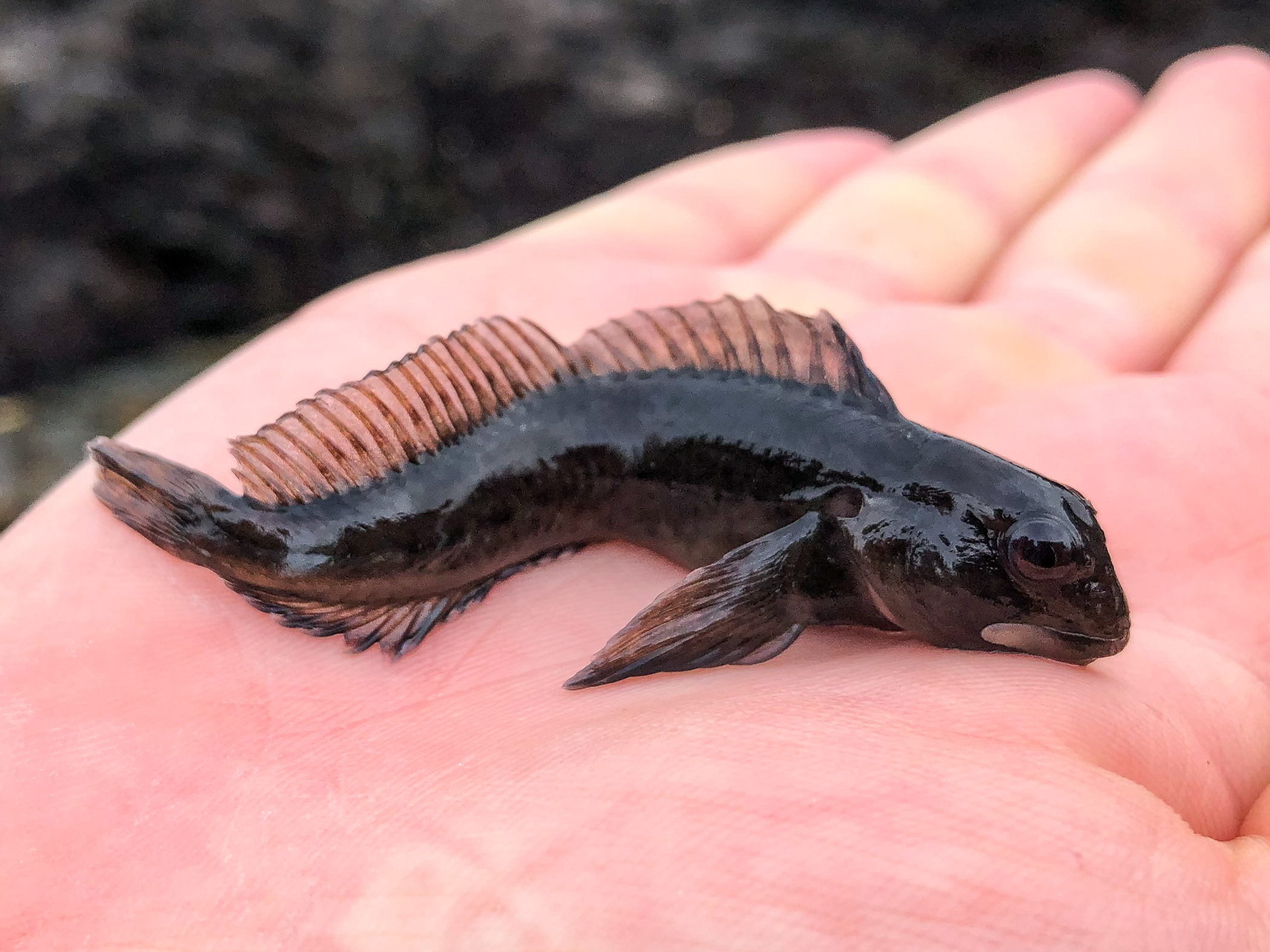 image: Lipophrys pholis. Helen's Bay, Belfast Lough, 2020.