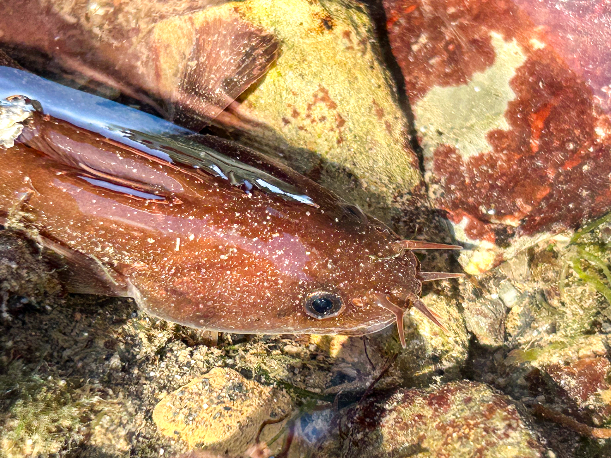 image: Ciliata mustela. On the lower shore, Ballyhenry, Strangford Lough, 2024. Photographer(s): Libby Keatley.