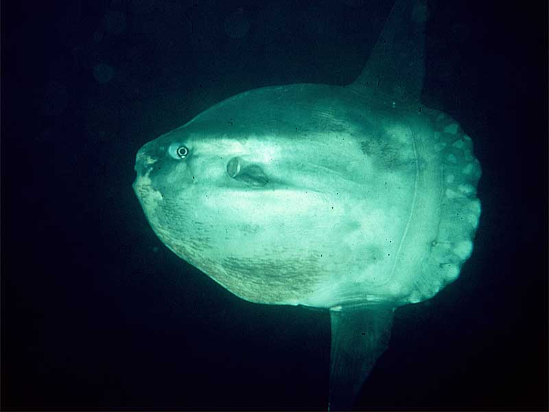 image: Mola mola. 