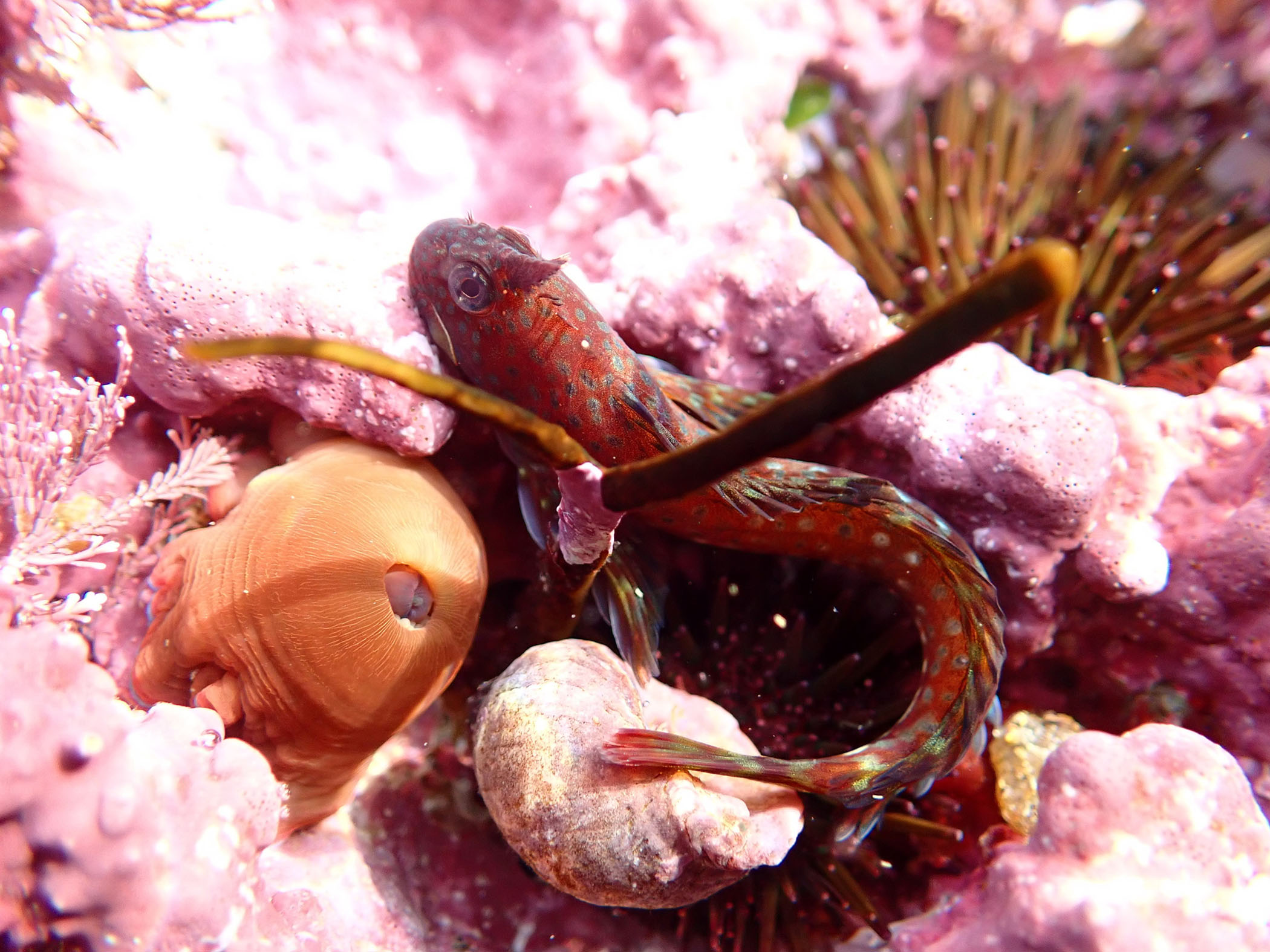 Coryphoblennius galerita image: montagus