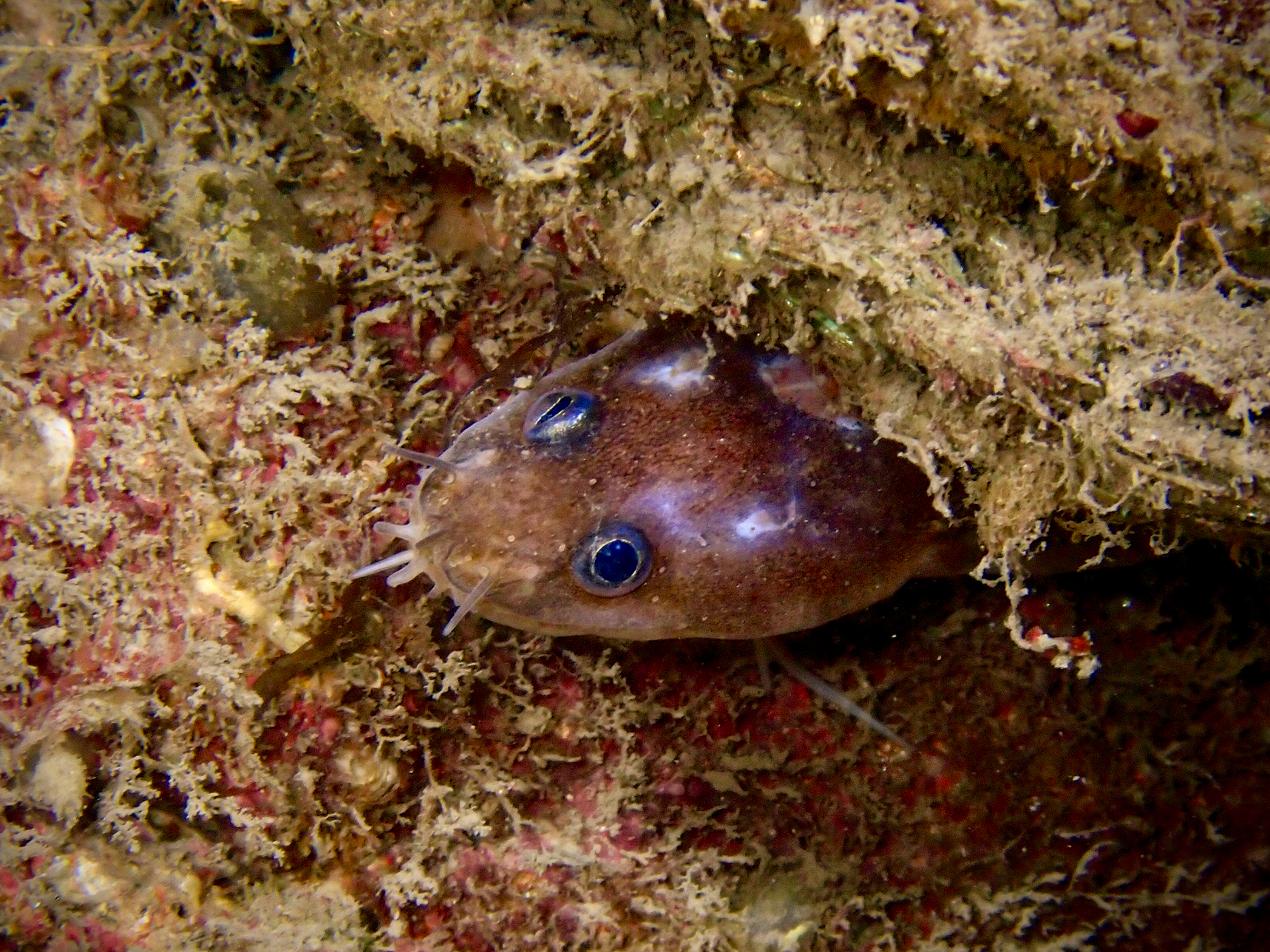 image: Ciliata septentrionalis. Showing barbels and frilly skin lobes, Strangford Lough, 2021. Photographer(s): Libby Keatley.