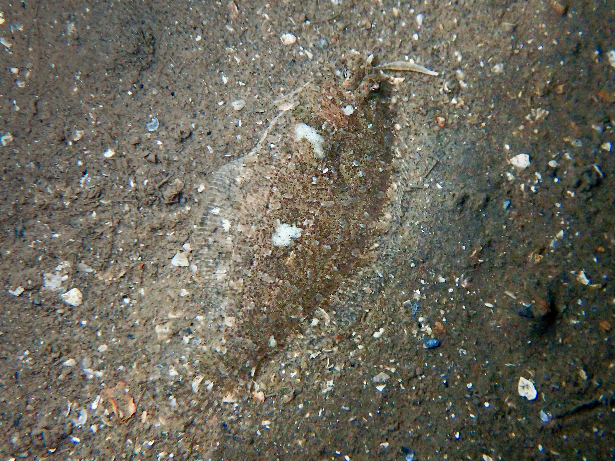 Arnoglossus thori image: original