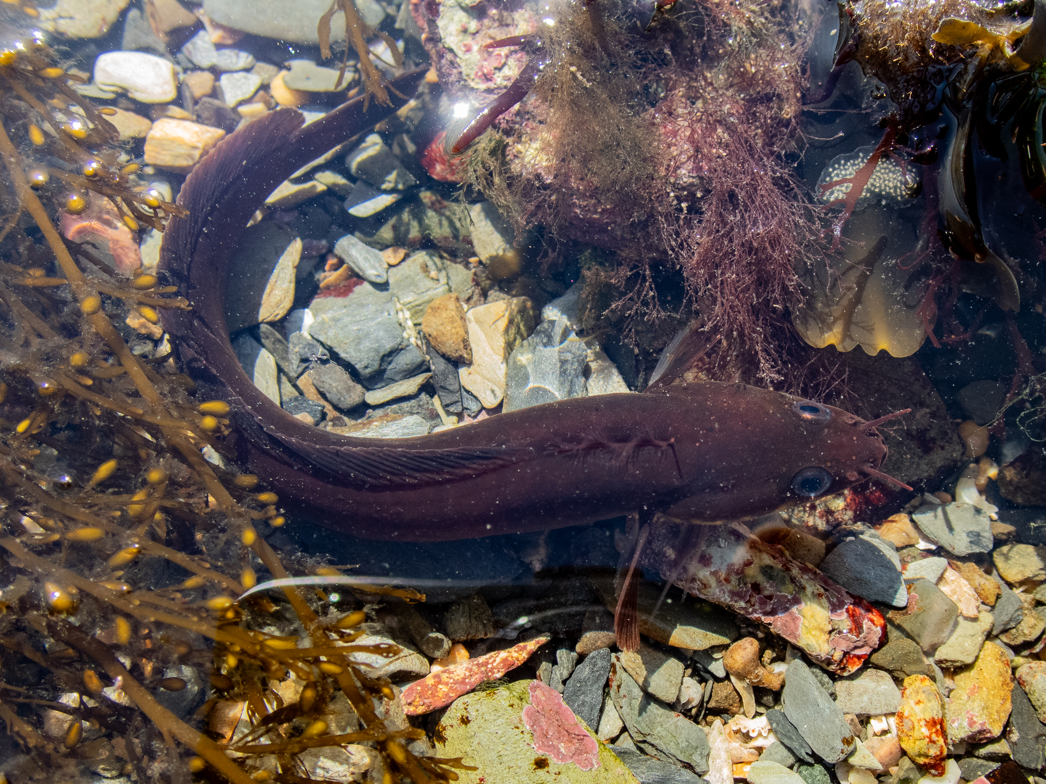image: Gaidropsarus mediterraneus. Strangford Lough, 2020.