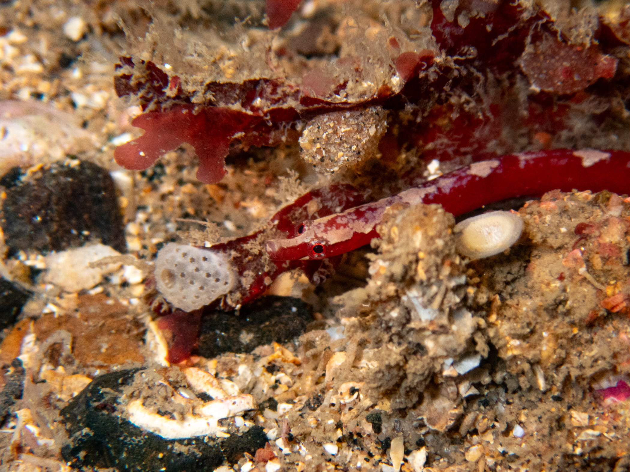 image: Nerophis lumbriciformis. Dark red with pale patches, Rathlin Island, 2024. Photographer(s): Libby Keatley.