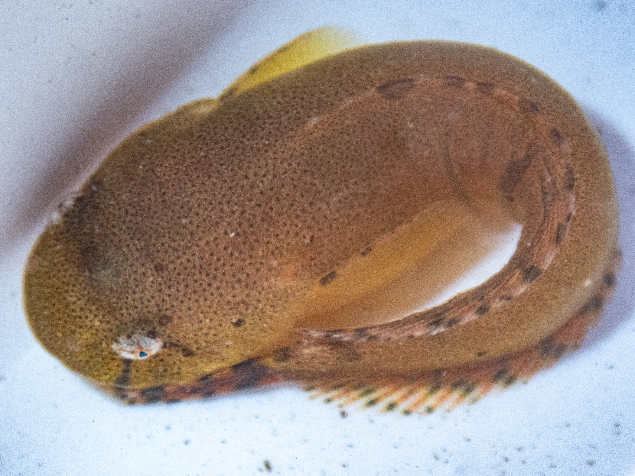 Liparis montagui image: p7230097