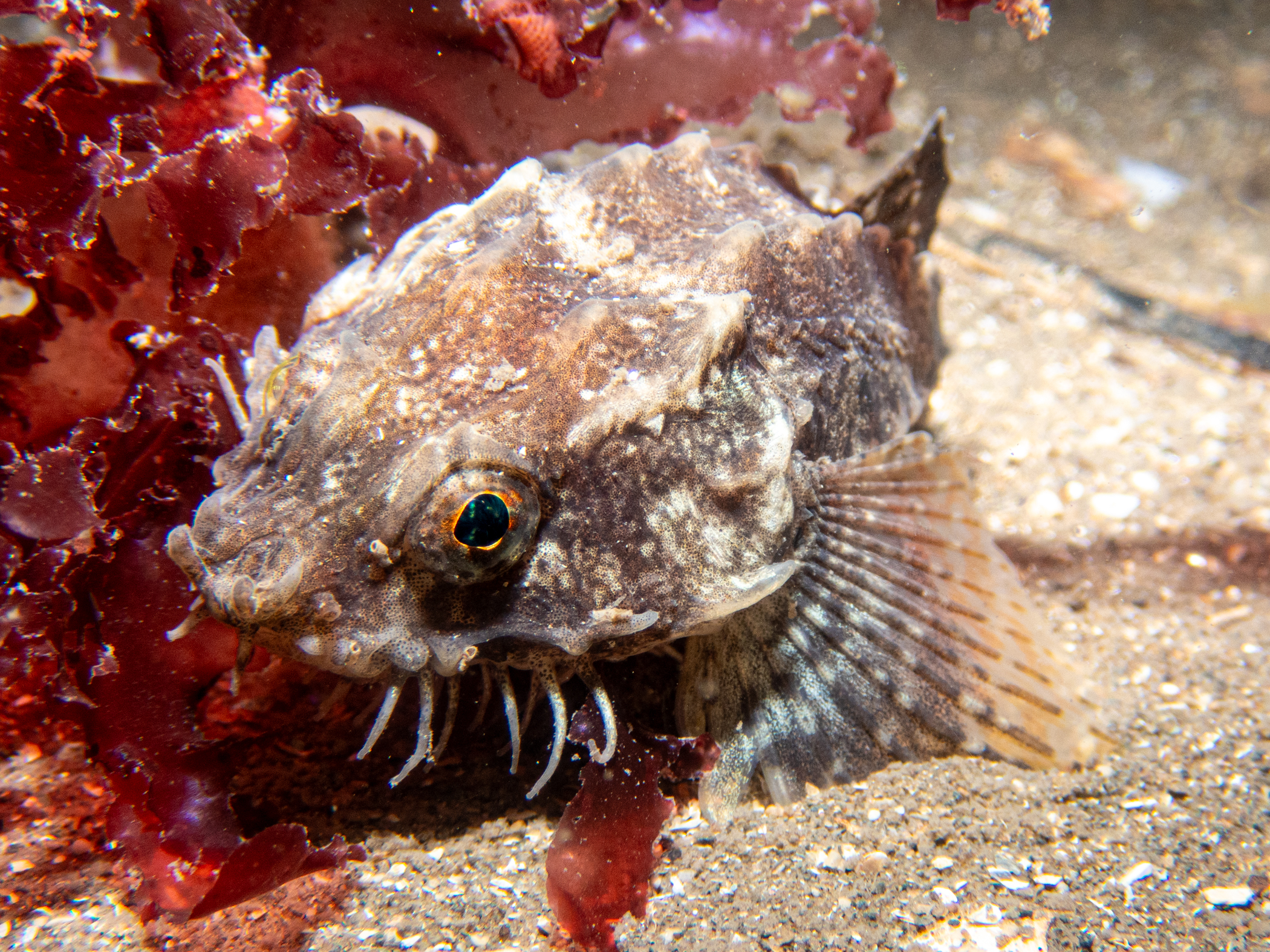 Agonus cataphractus image: p7260015