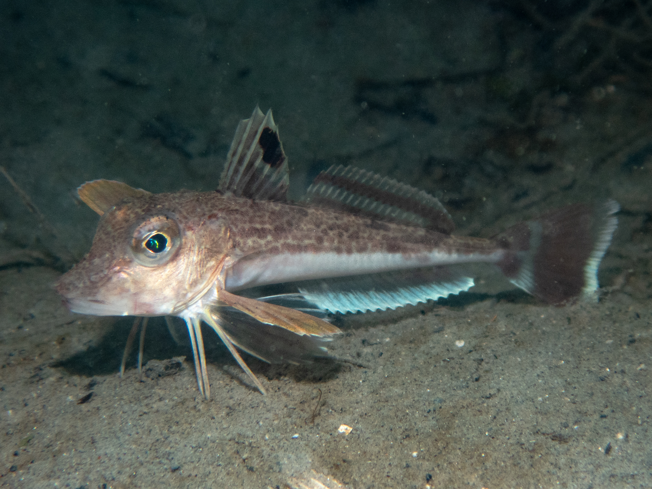 Eutrigla gurnardus image: p8260206