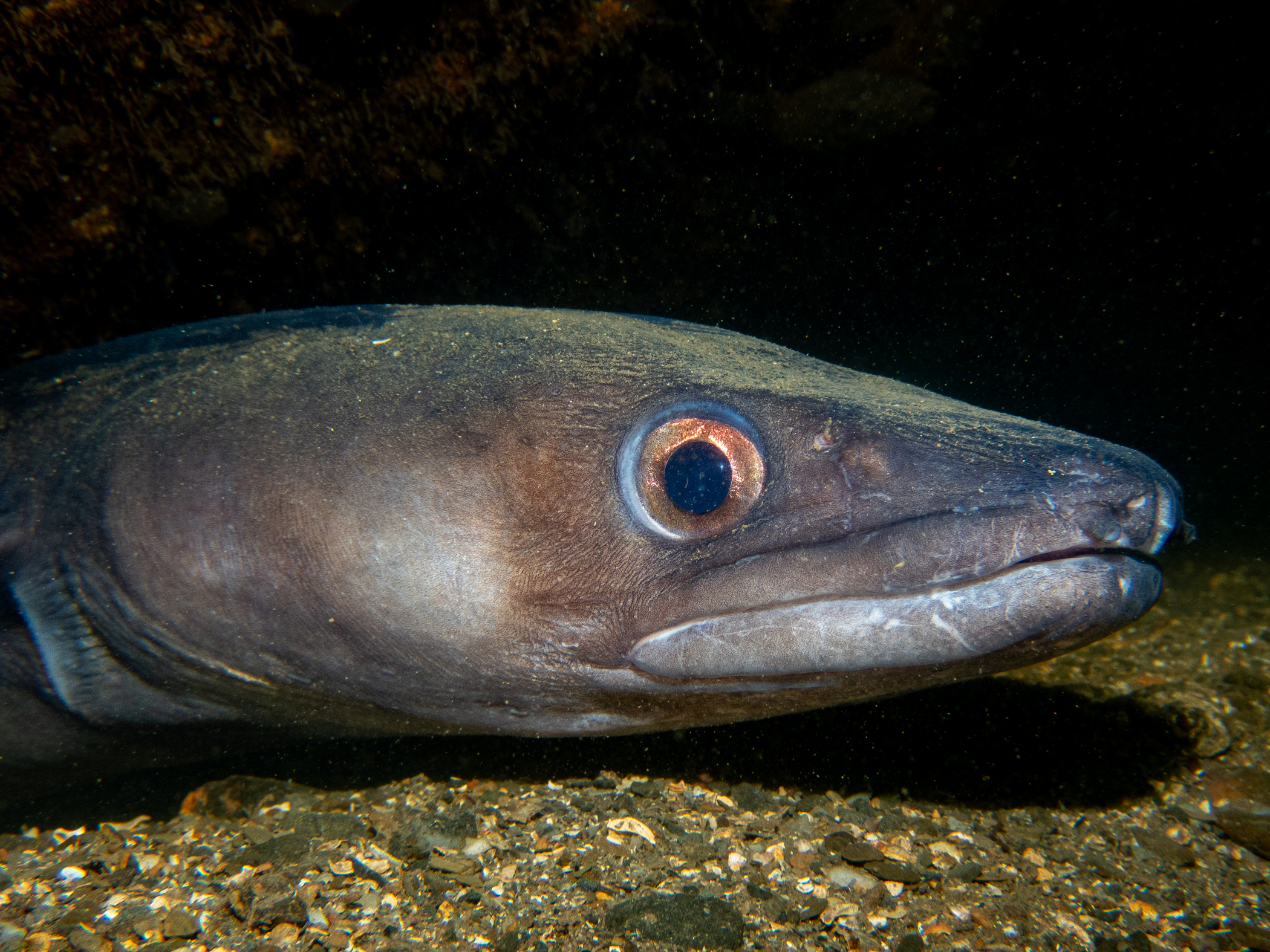 Conger conger image: pa100195