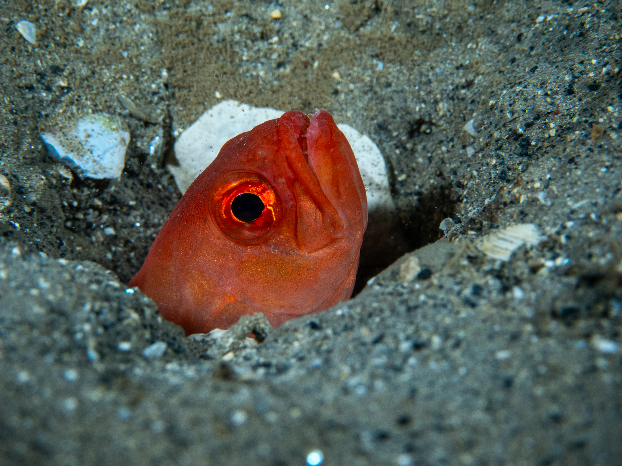 Cepola macrophthalma image: pa165538