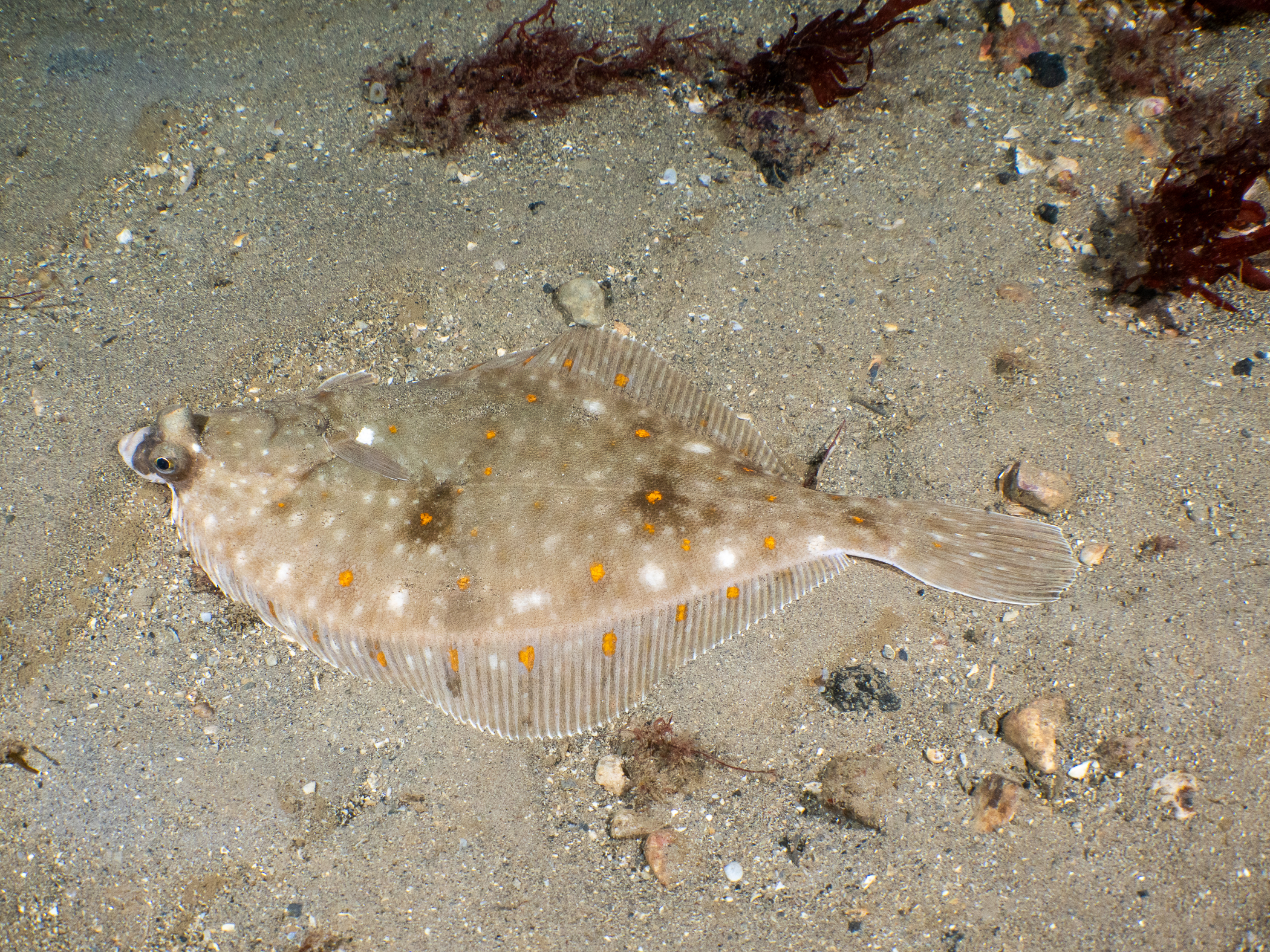 Pleuronectes platessa image: pa165581