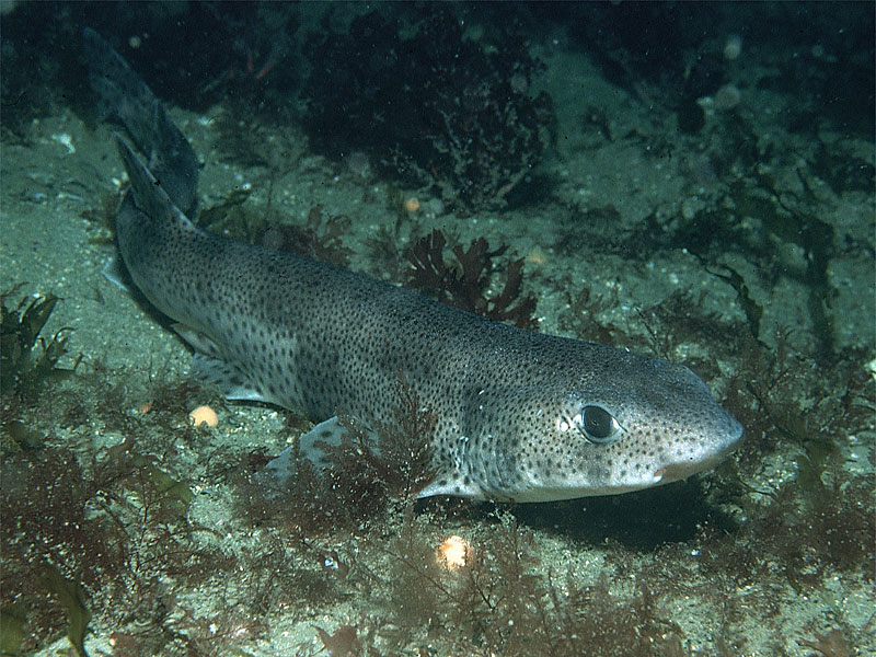image: Scyliorhinus canicula. 