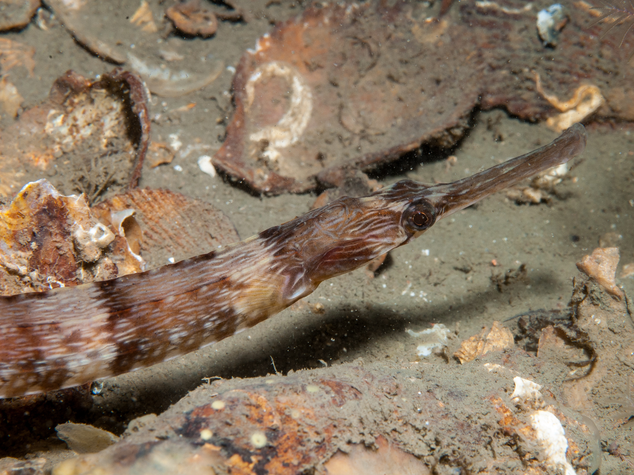 Syngnathus acus image: ums_3141