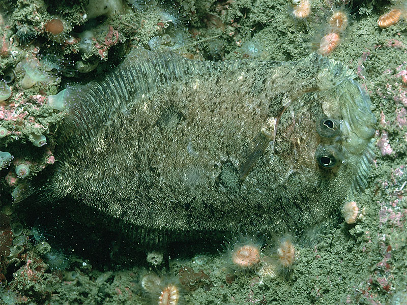 image: Zeugopterus punctatus. 