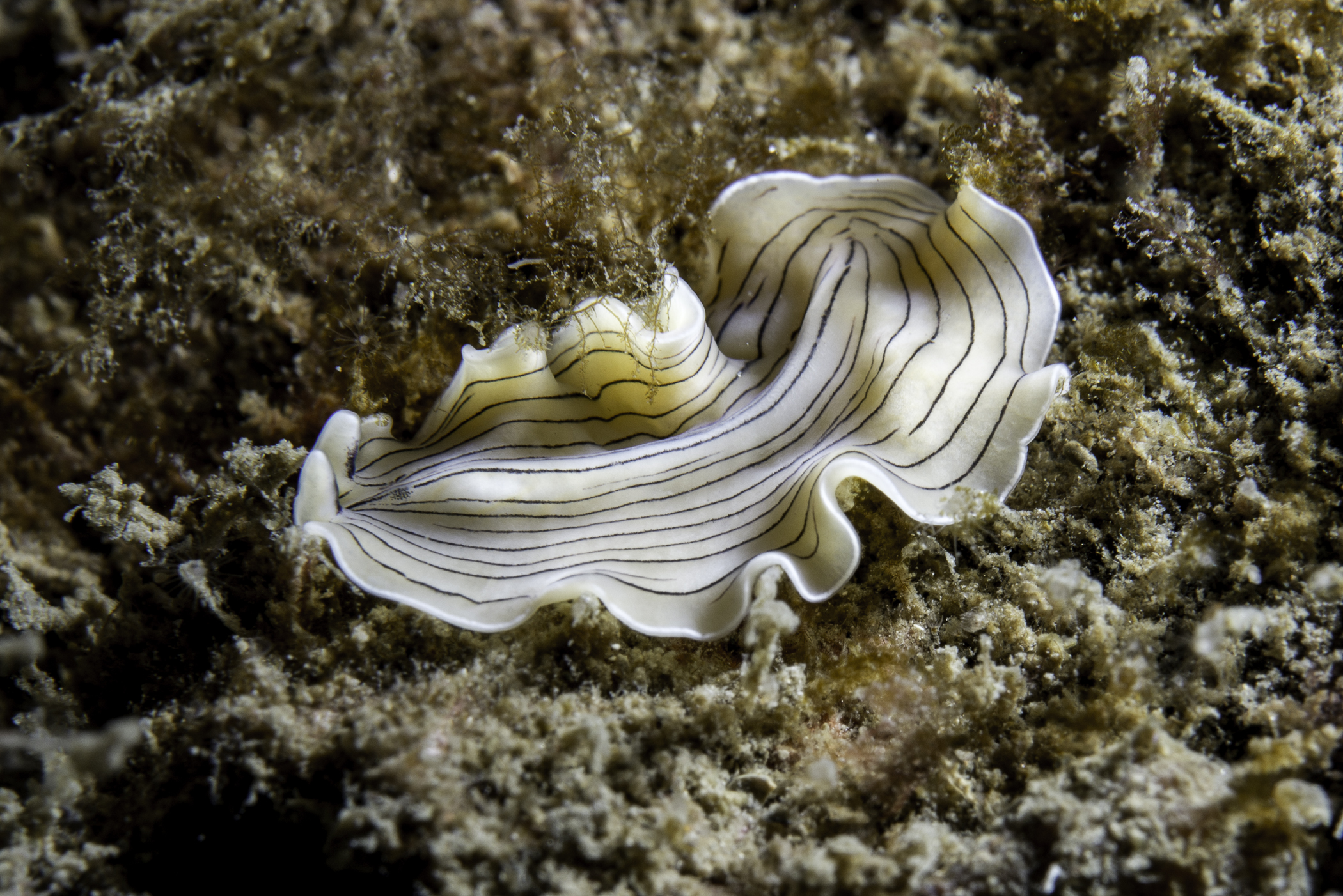 Platyhelminthes