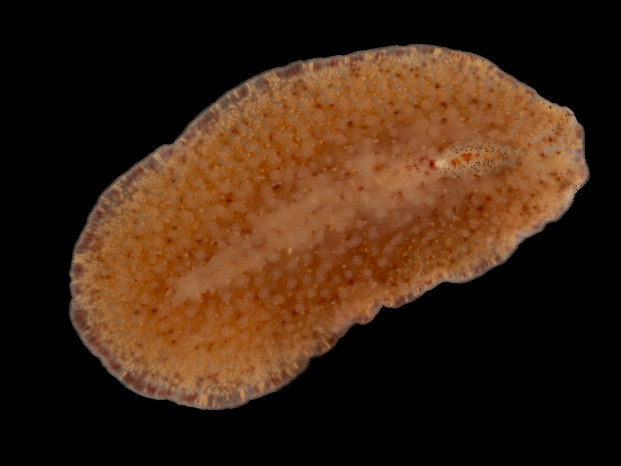 Cycloporus papillosus image: _z214009