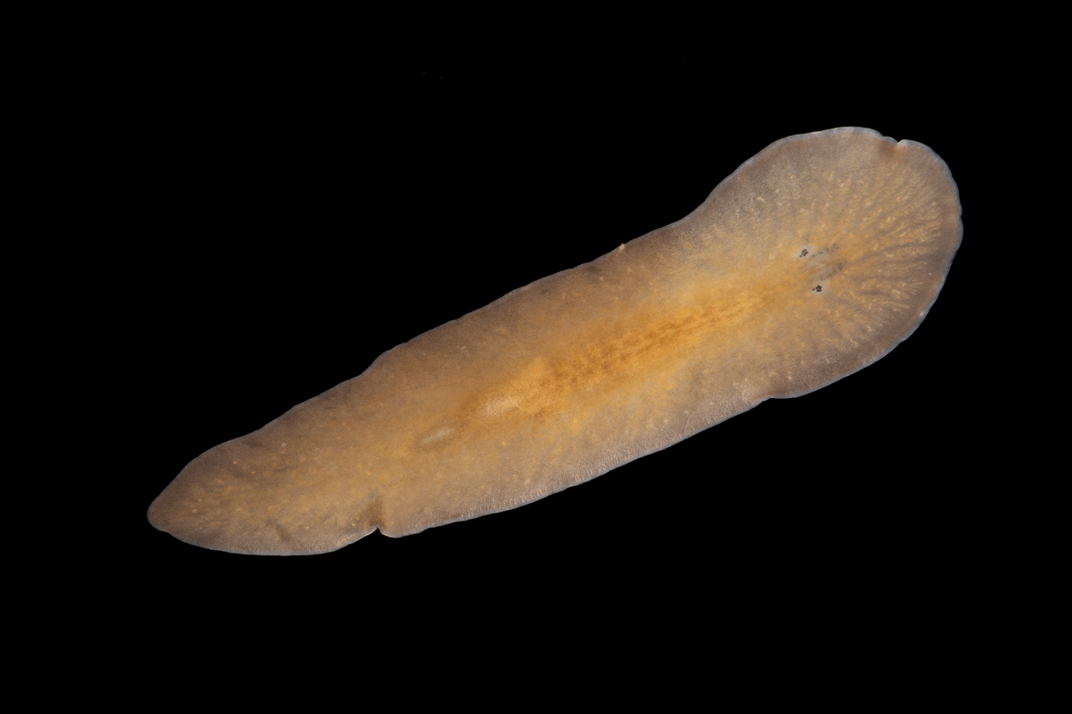 image: Leptoplana tremellaris. Ballyhenry, Strangford Lough, Co Down, 2021.