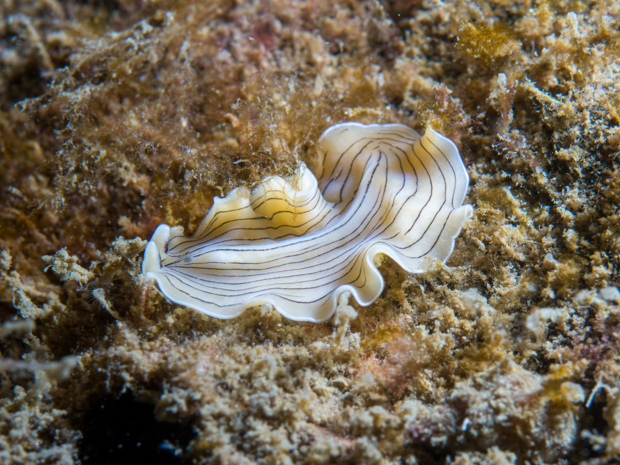 Platyhelminthes