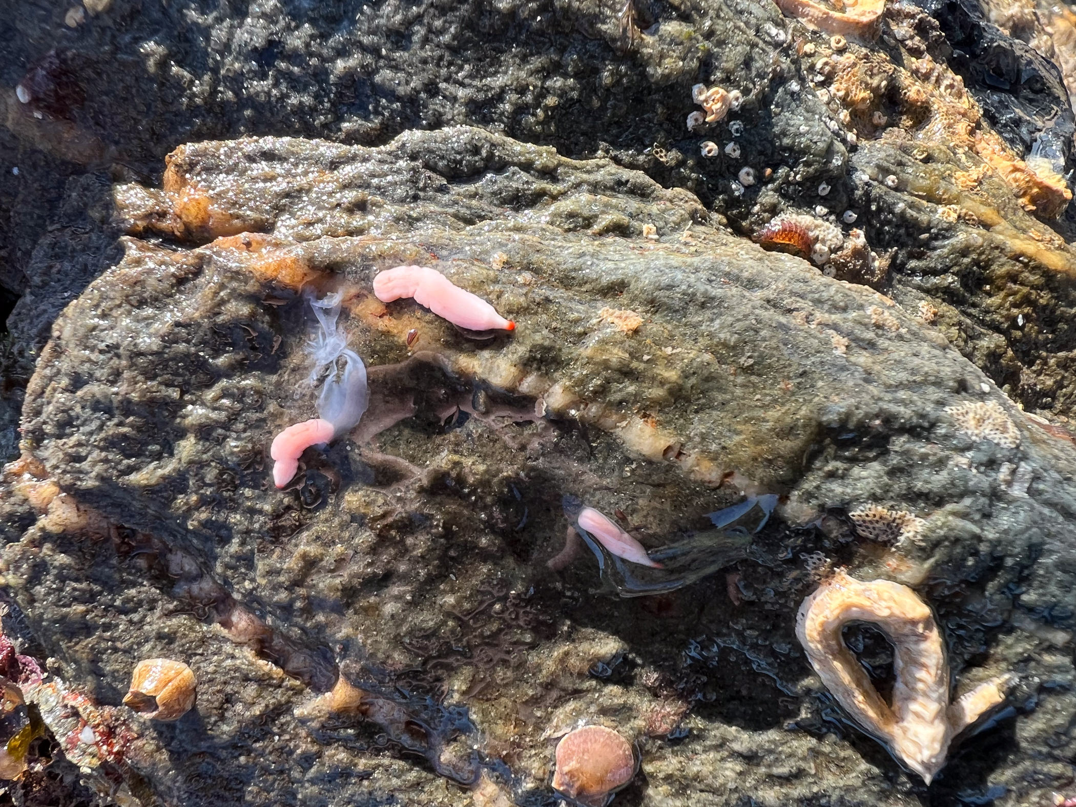 image: Fecampia erythrocephala. Ballyhenry shore, Portaferry, April 2025. Photo Christine Morrow.