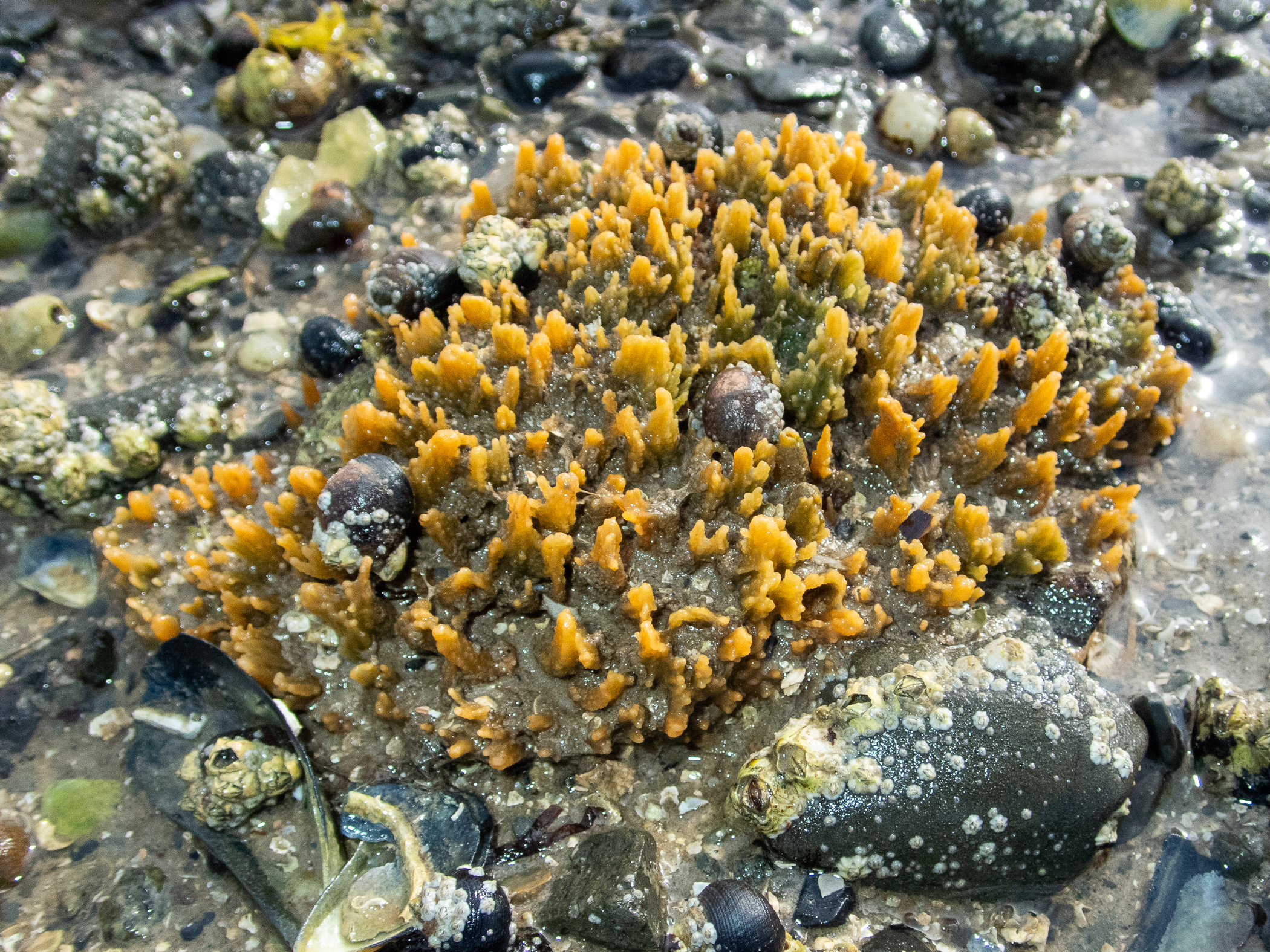 image: Hymeniacidon perlevis. Mountstewart, Strangford Lough, Co. Down, 2020.