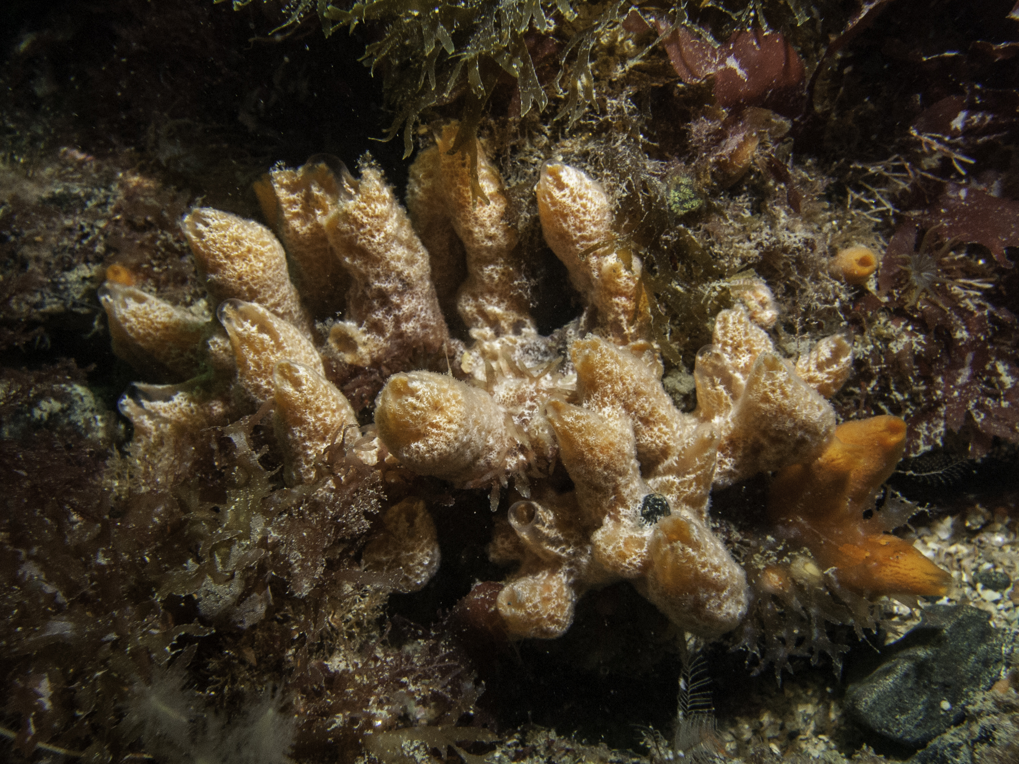 Ulosa digitata image: _b136750